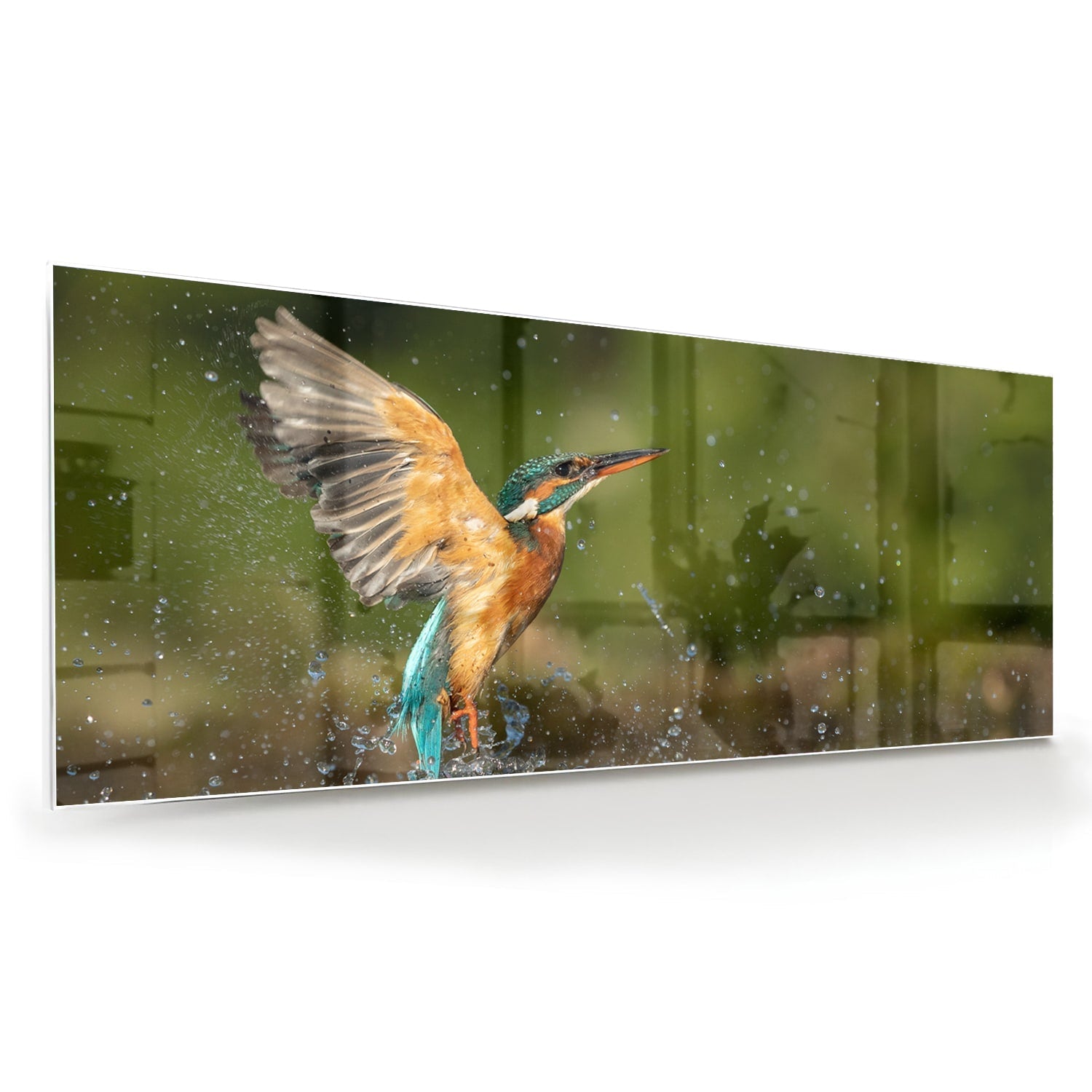 Glasbild mit einem farbenfrohen Eisvogel – Glasbild aus Sicherheitsglas, Größe 60x60