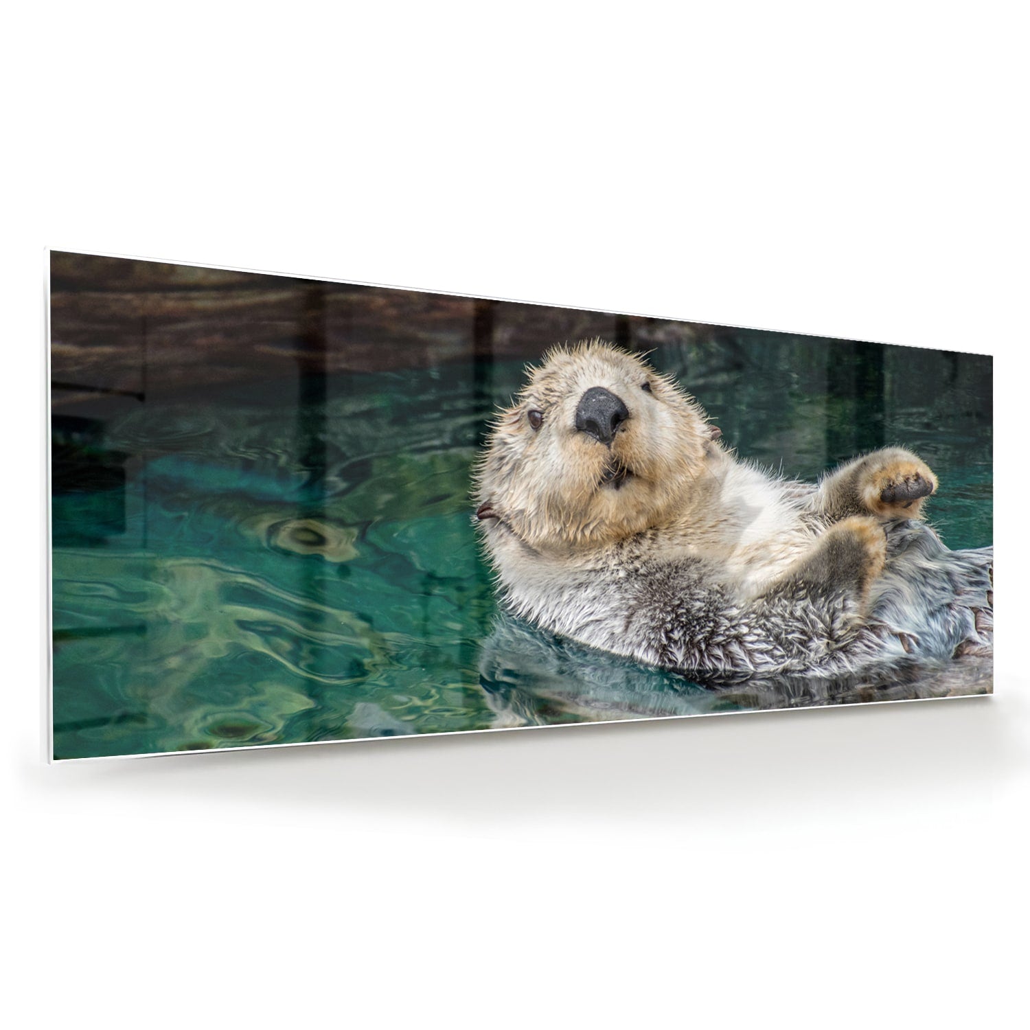 Glasbild mit schwimmendem Seeotter – Glasbild aus Sicherheitsglas, Größe 60x60