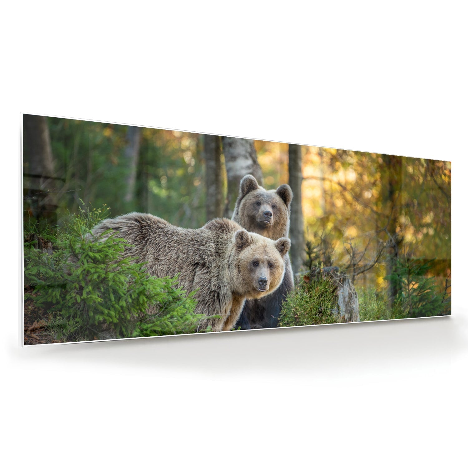 Glasbild mit zwei niedlichen Bären im Wald – Glasbild aus Sicherheitsglas, Größe 60x60