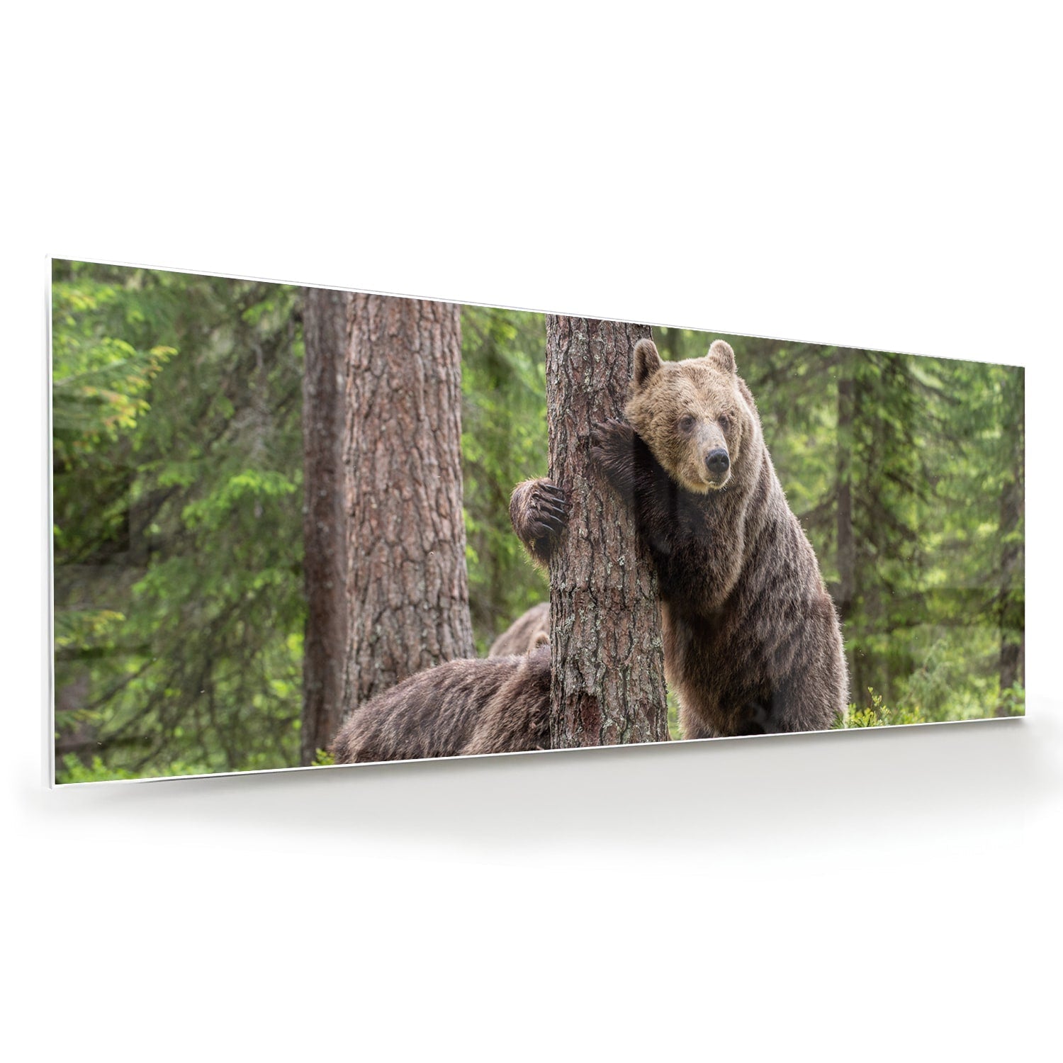 Glasbild mit beeindruckenden Grizzlybären in der Wildnis – Glasbild aus Sicherheitsglas, Größe 60x60