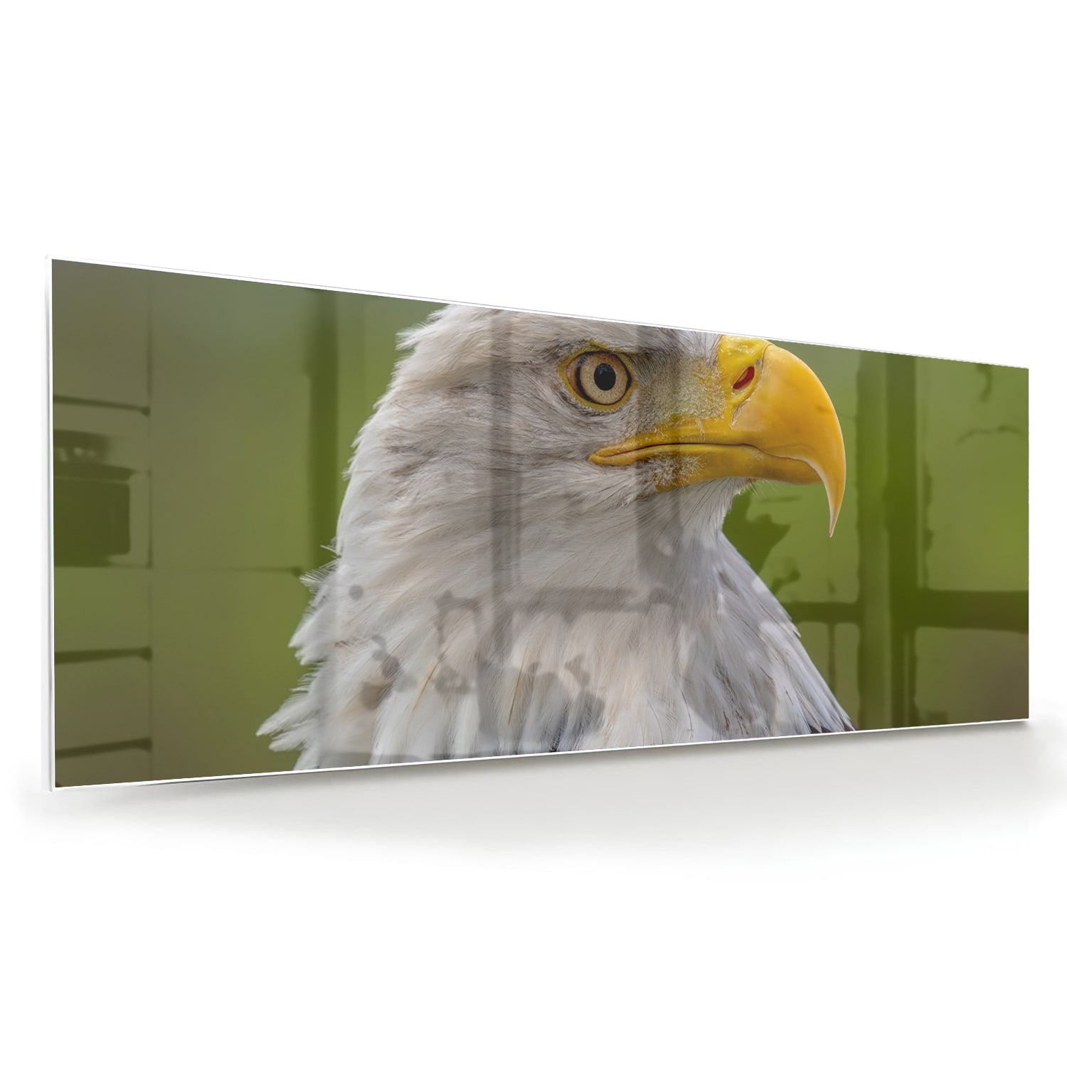 Glasbild mit majestätischem amerikanischen Weißkopfseeadler – Glasbild aus Sicherheitsglas, Größe 60x60