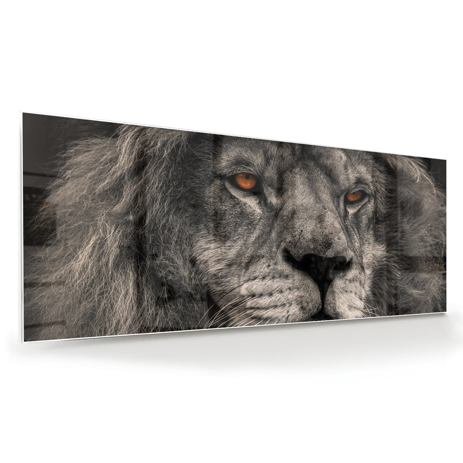 Schwarz-Weiß-Glasbild mit majestätischem Löwen – Glasbild aus Sicherheitsglas, Größe 60x60