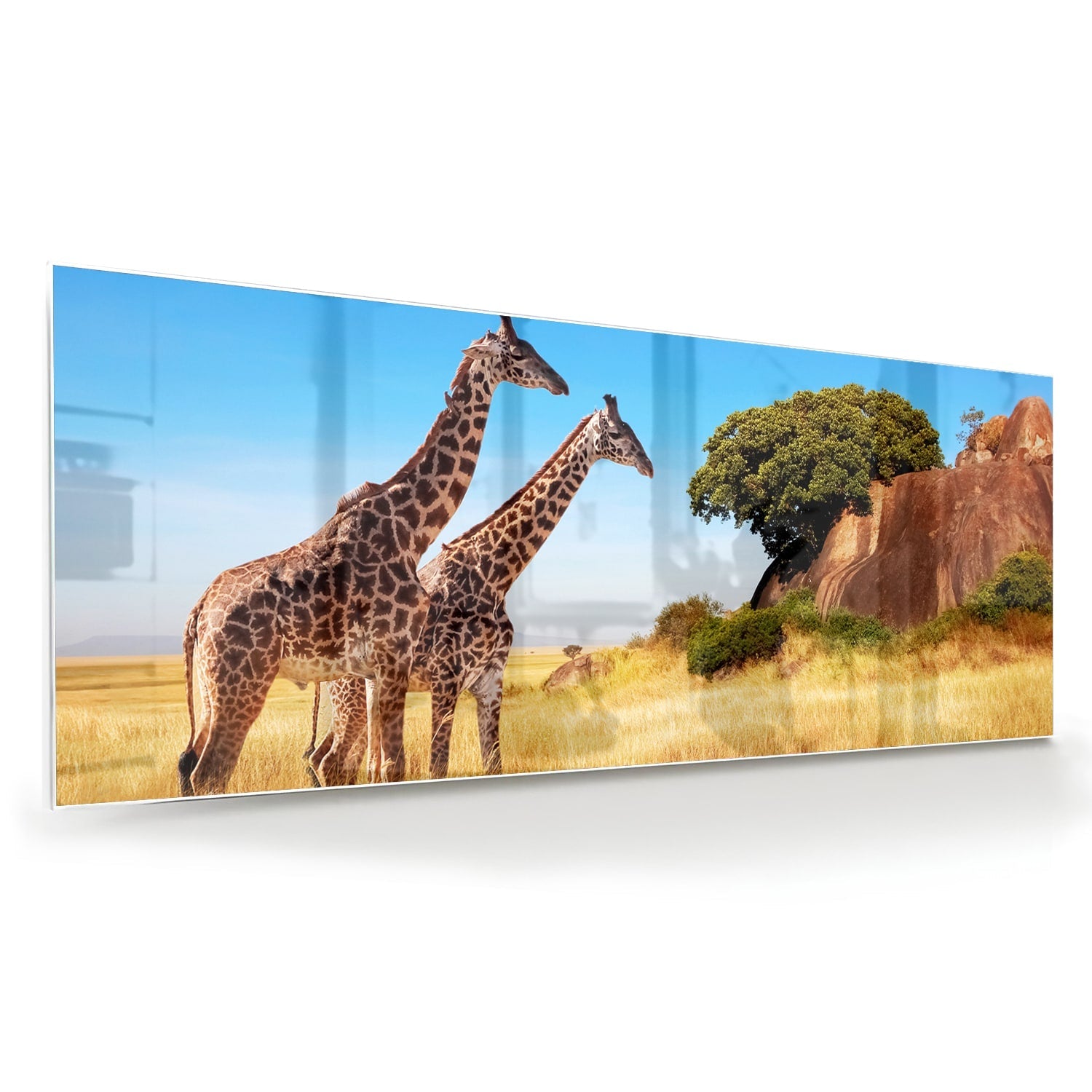 Glasbild mit zwei Giraffen in der afrikanischen Landschaft – Glasbild aus Sicherheitsglas, Größe 60x60
