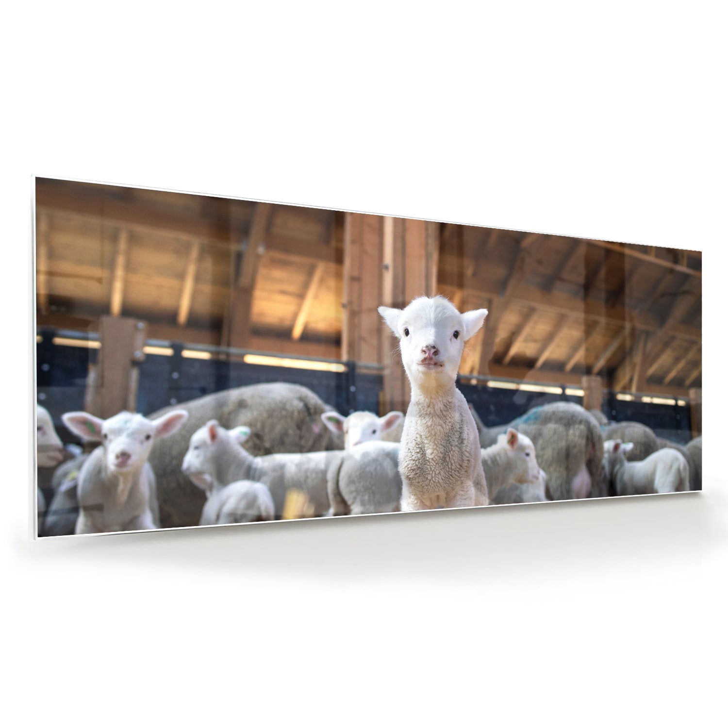 Glasbild – Niedliche Lämmer in einem Stall – Glasbild aus Sicherheitsglas, Größe 60x60