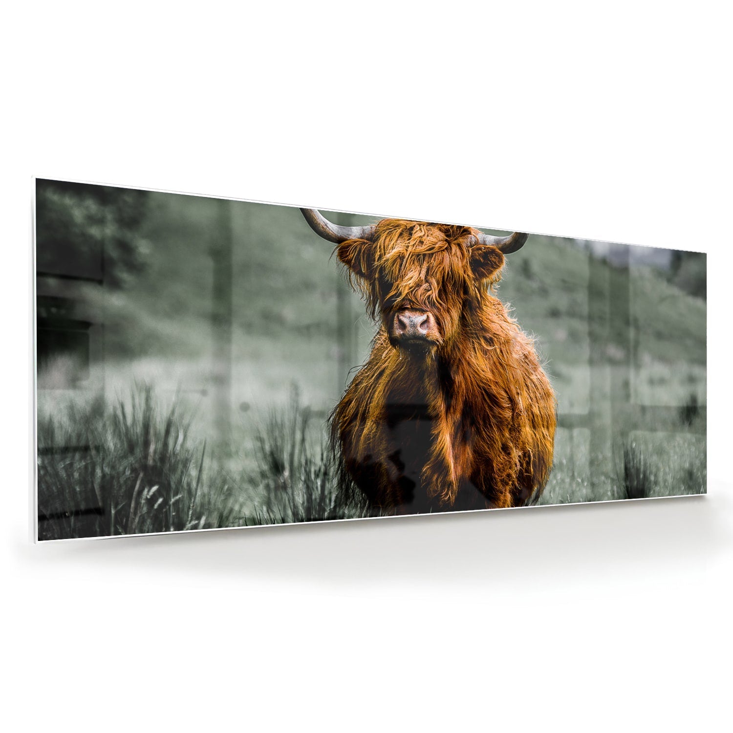 Glasbild mit einem schottischen Hochlandrind – Glasbild aus Sicherheitsglas, Größe 60x60