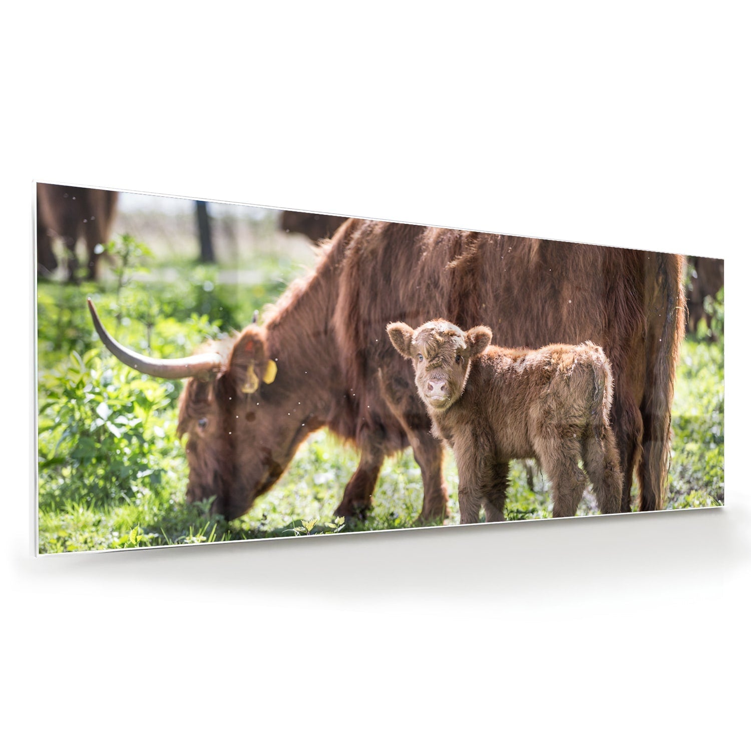 Glasbild mit Mutter und Kalb in der Natur – Glasbild aus Sicherheitsglas, Größe 60x60