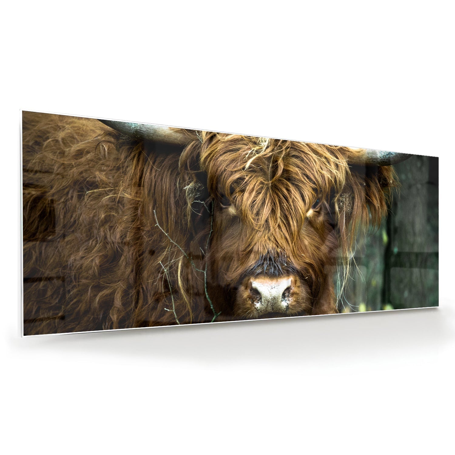 Glasbild mit einem schottischen Hochlandrind in Naturkulisse – Glasbild aus Sicherheitsglas, Größe 60x60