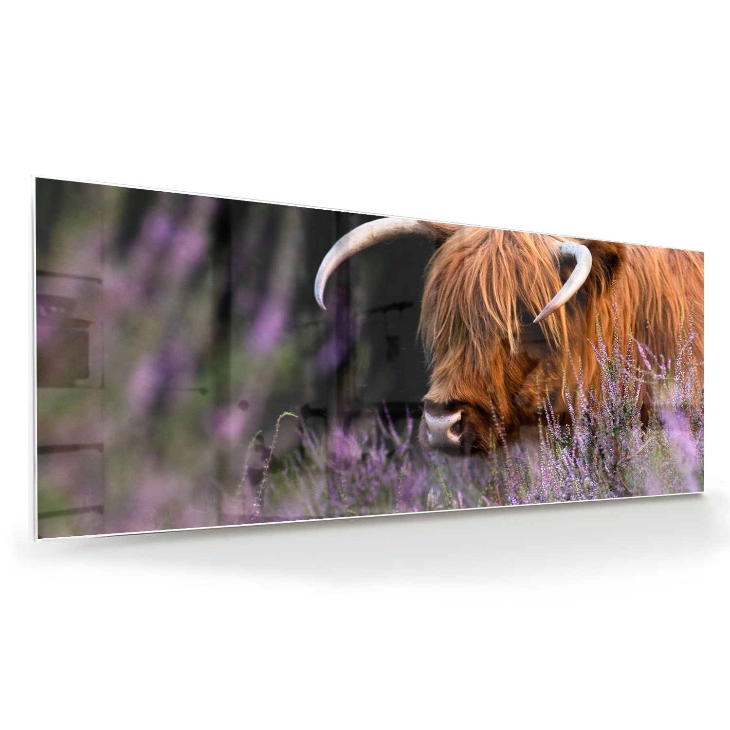 Glasbild mit einem schottischen Hochlandrind in Lavendel – Glasbild aus Sicherheitsglas, Größe 60x60