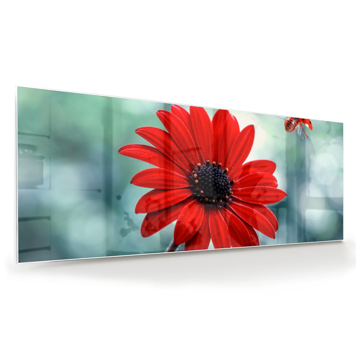 Beeindruckendes Glasbild mit einem roten Löwenzahn – Glasbild aus Sicherheitsglas, Größe 60x60