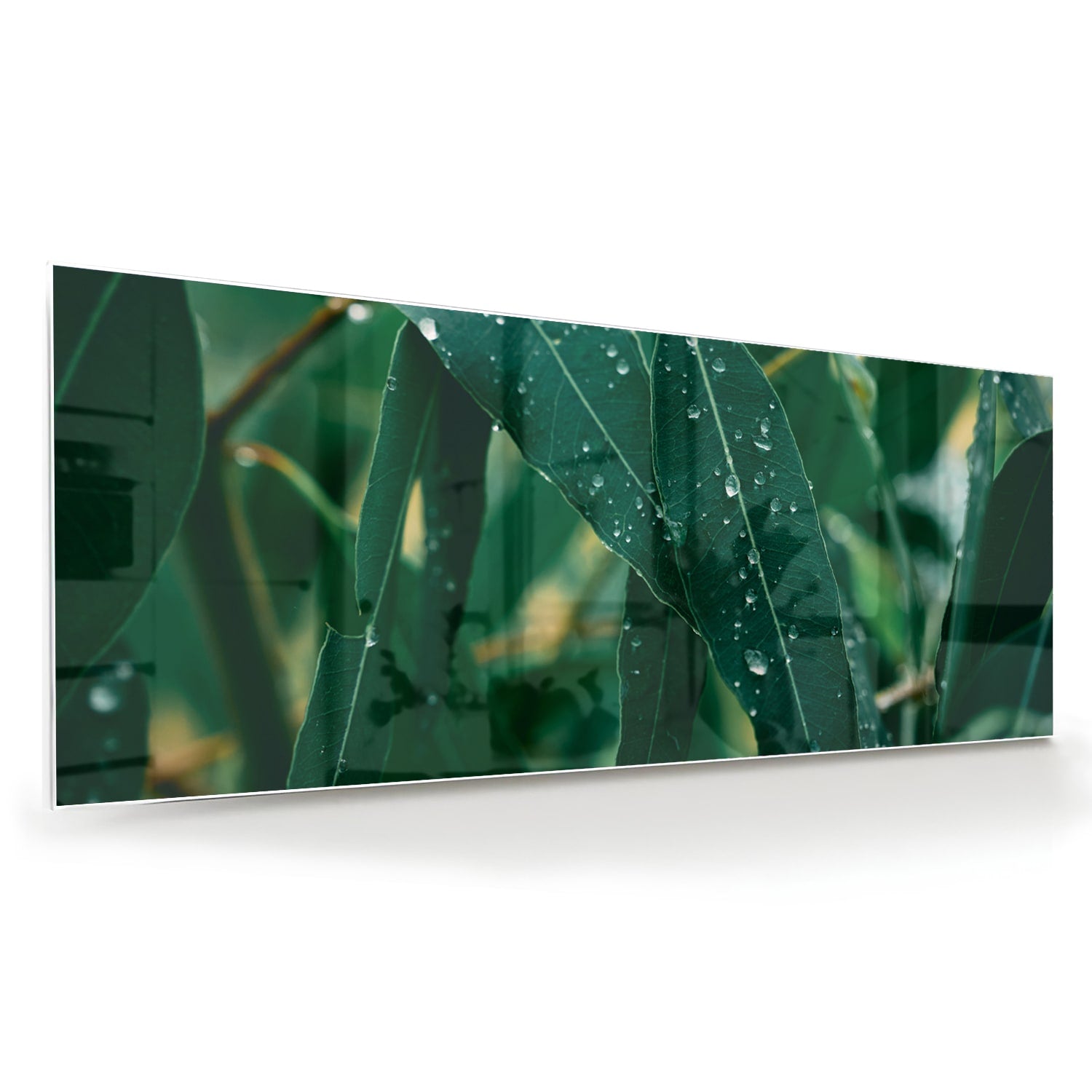 Glasbild mit grünen Blättern und Tautropfen – Glasbild aus Sicherheitsglas, Größe 60x60