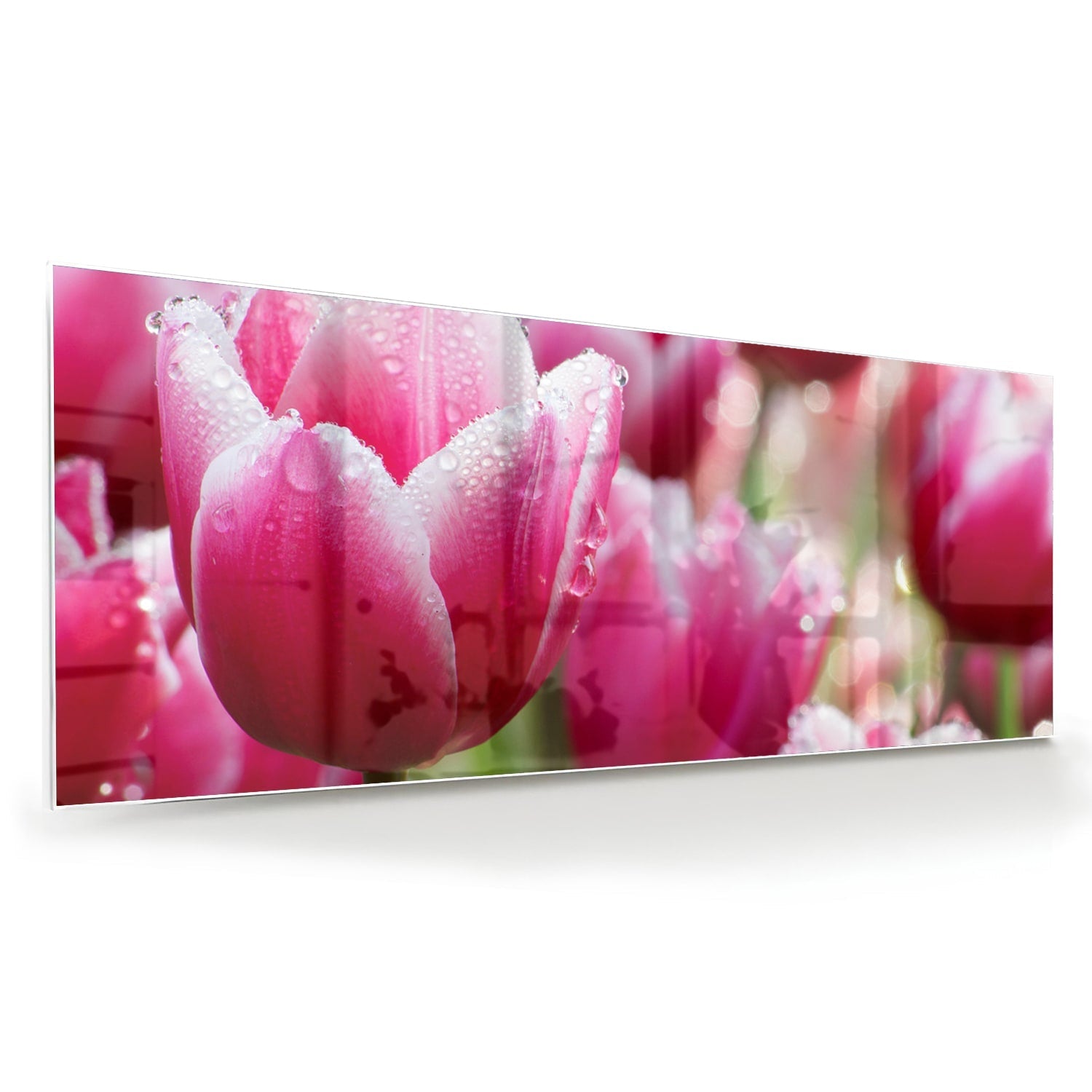 Glasbild mit bezaubernden rosa Tulpen – Glasbild aus Sicherheitsglas, Größe 60x60