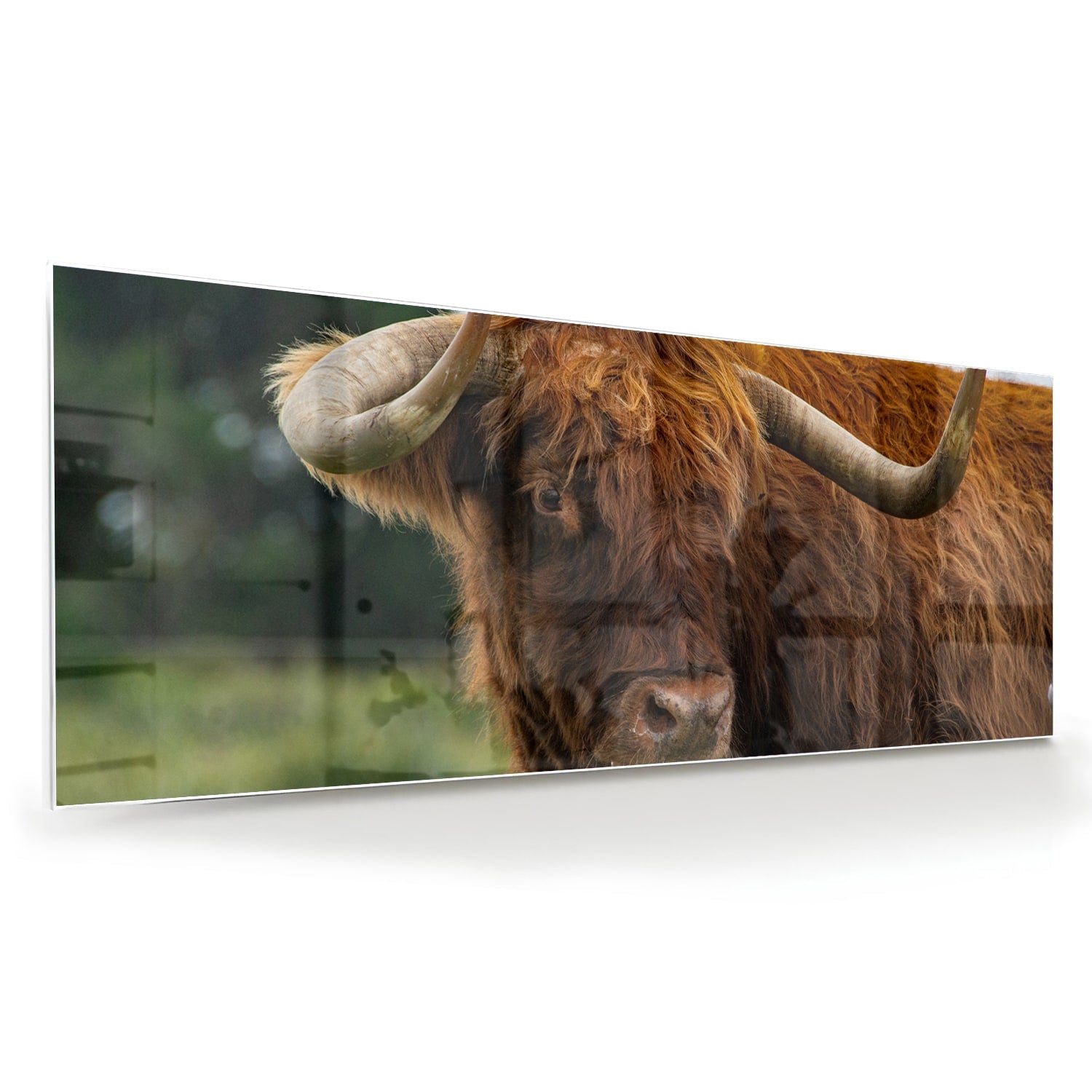 Glasbild mit einem schottischen Hochlandrind – Glasbild aus Sicherheitsglas, Größe 60x60