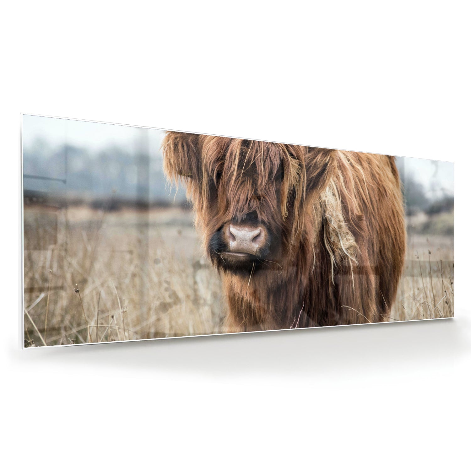 Glasbild mit Hochlandrind in Holzoptik – Glasbild aus Sicherheitsglas, Größe 60x60