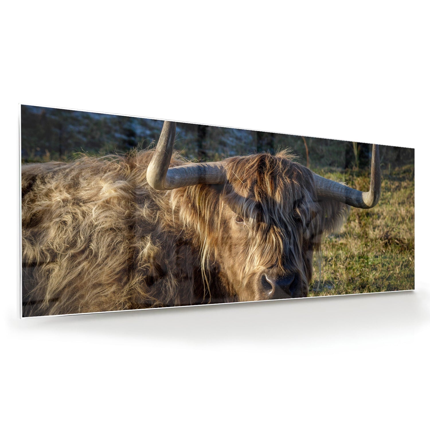 Glasbild mit einem Highland-Rind in natürlichem Licht – Glasbild aus Sicherheitsglas, Größe 60x60