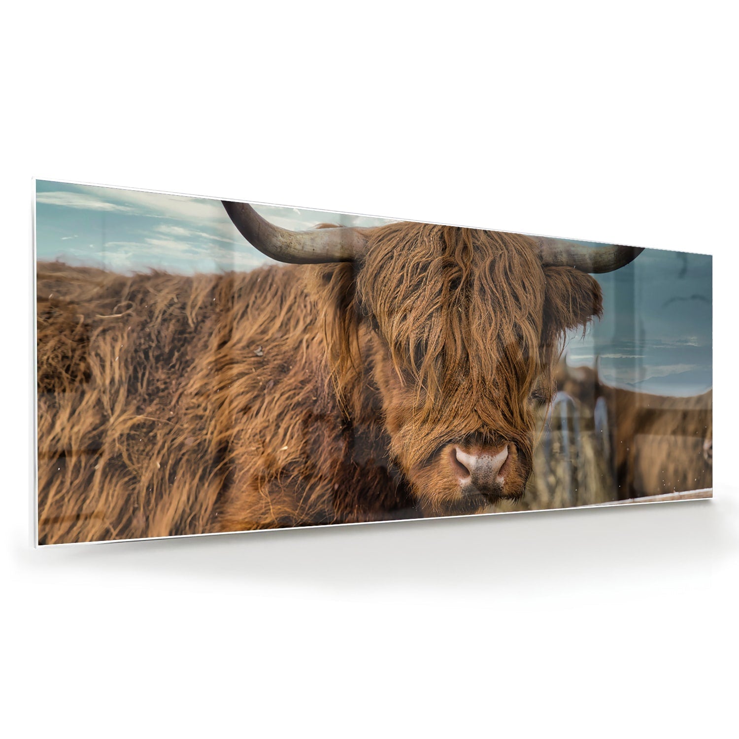 Glasbild mit einem Hochlandrind in der Natur – Glasbild aus Sicherheitsglas, Größe 60x60