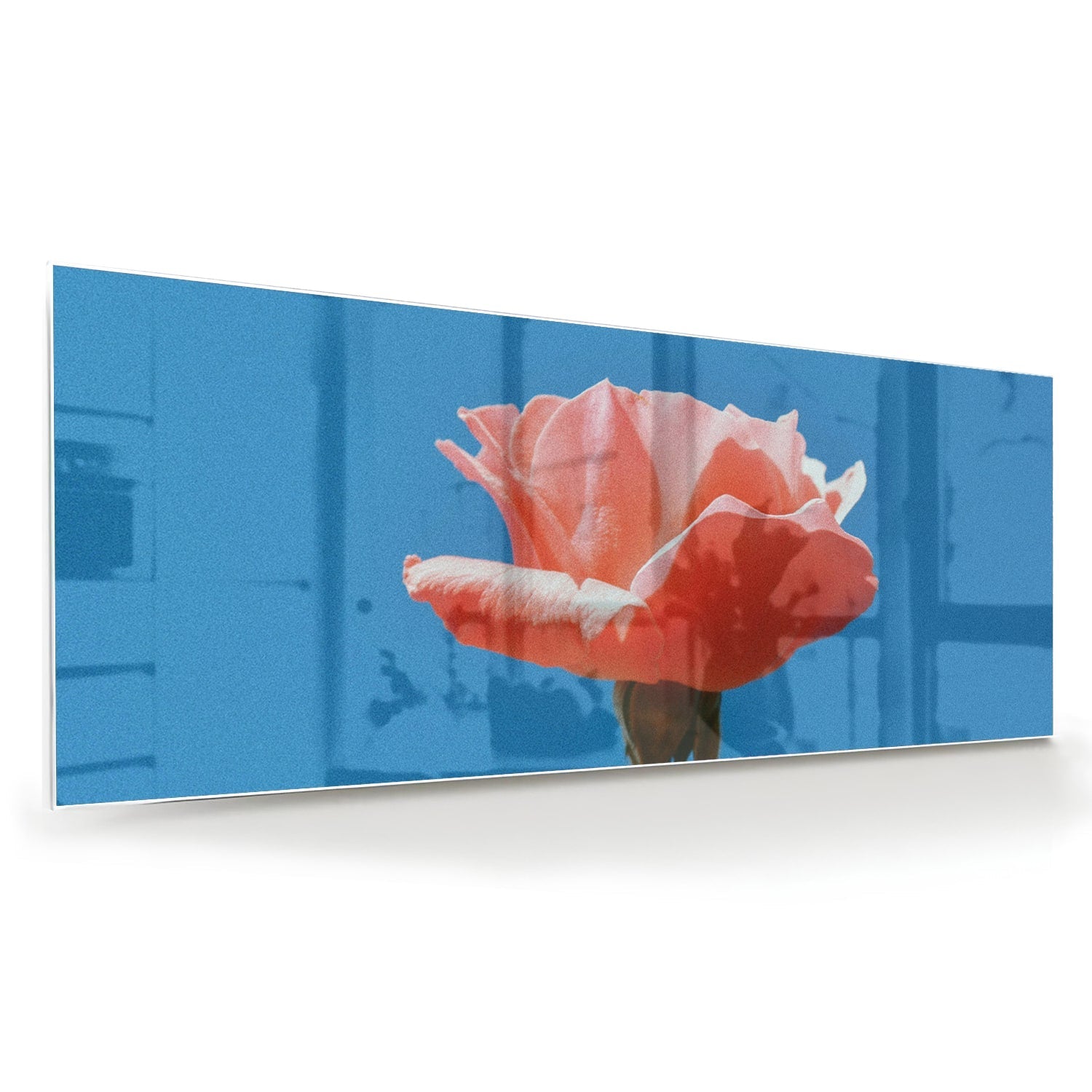 Glasbild rosa Rose auf blauem Hintergrund – Glasbild aus Sicherheitsglas, Größe 60x60