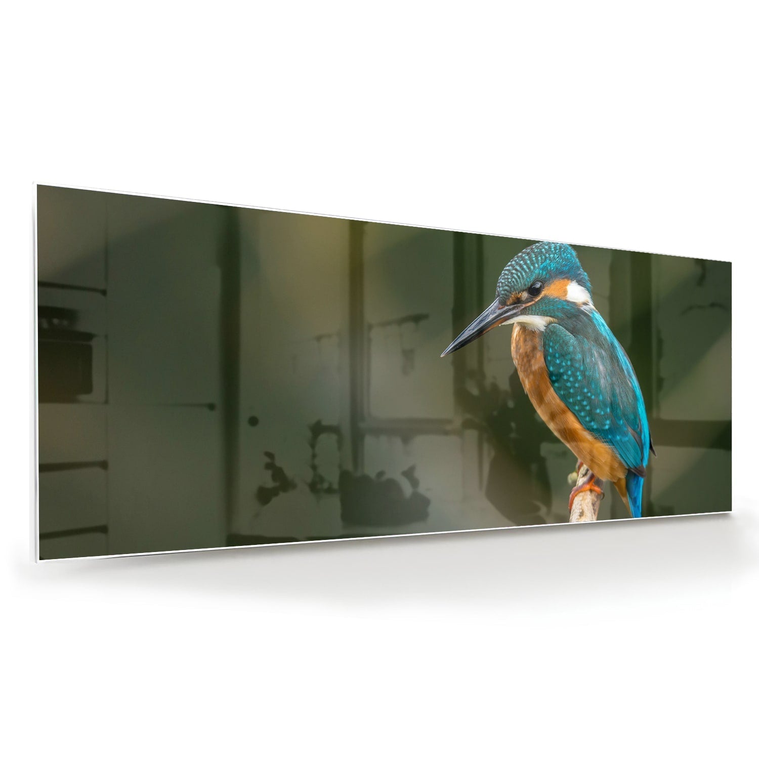 Elegantes Glasbild mit einem Eisvogel – Glasbild aus Sicherheitsglas, Größe 60x60