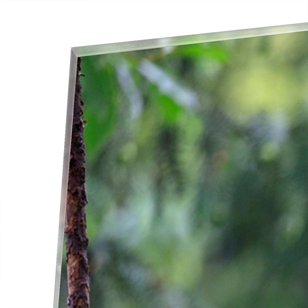Glasbild mit entspanntem Panda auf einem Ast – Glasbild aus Sicherheitsglas, Größe 80x60