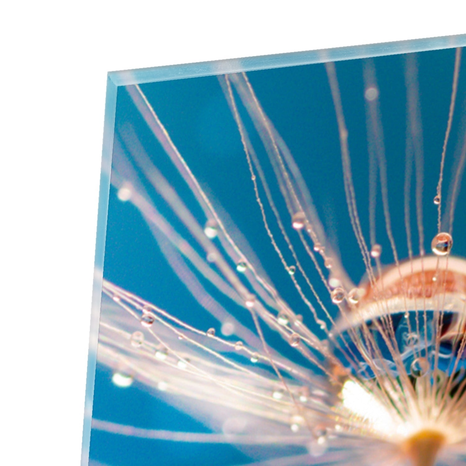 Elegantes Glasbild mit Löwenzahn design als moderne Glas-Wanddekoration aus 4 mm Sicherheitsglas