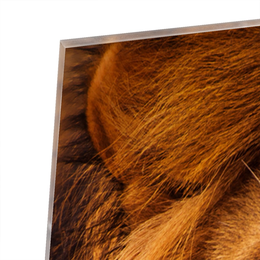 Glasbild mit majestätischem Löwen für Ihr Interieur – Glasbild aus Sicherheitsglas, Größe 80x60