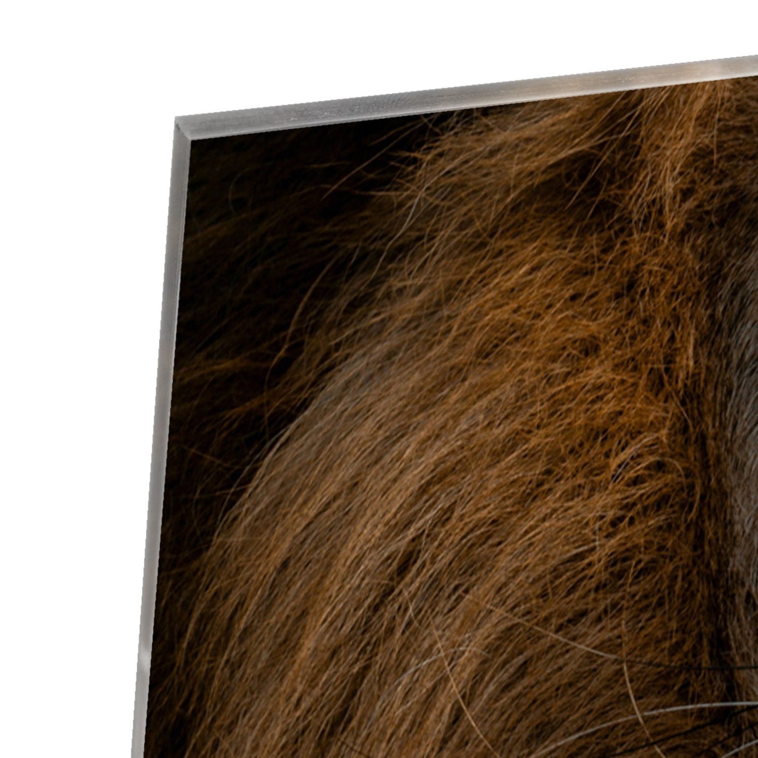 Glasbild mit majestätischem Löwen – einzigartige Wanddekoration – Glasbild aus Sicherheitsglas, Größe 80x60