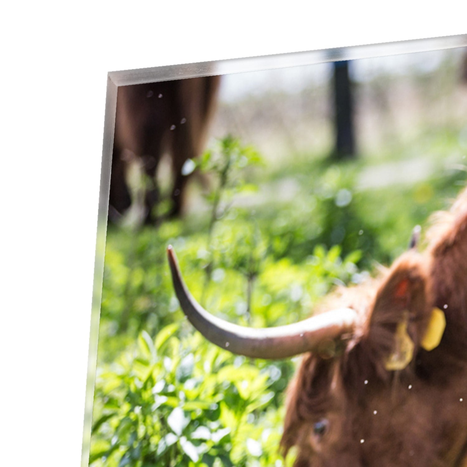 Glasbild mit Mutter und Kalb in der Natur – Glasbild aus Sicherheitsglas, Größe 80x60