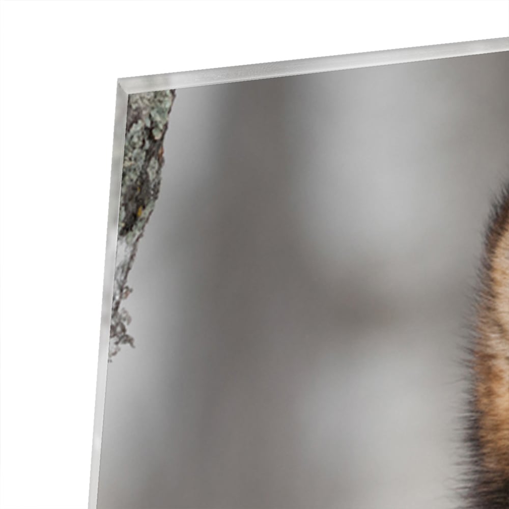 Beeindruckendes Glasbild mit einem Wolf – Glasbild aus Sicherheitsglas, Größe 80x60