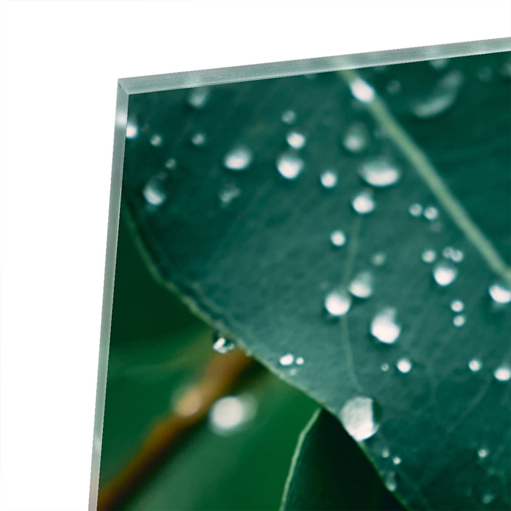 Glasbild mit grünen Blättern und Tautropfen – Glasbild aus Sicherheitsglas, Größe 80x60