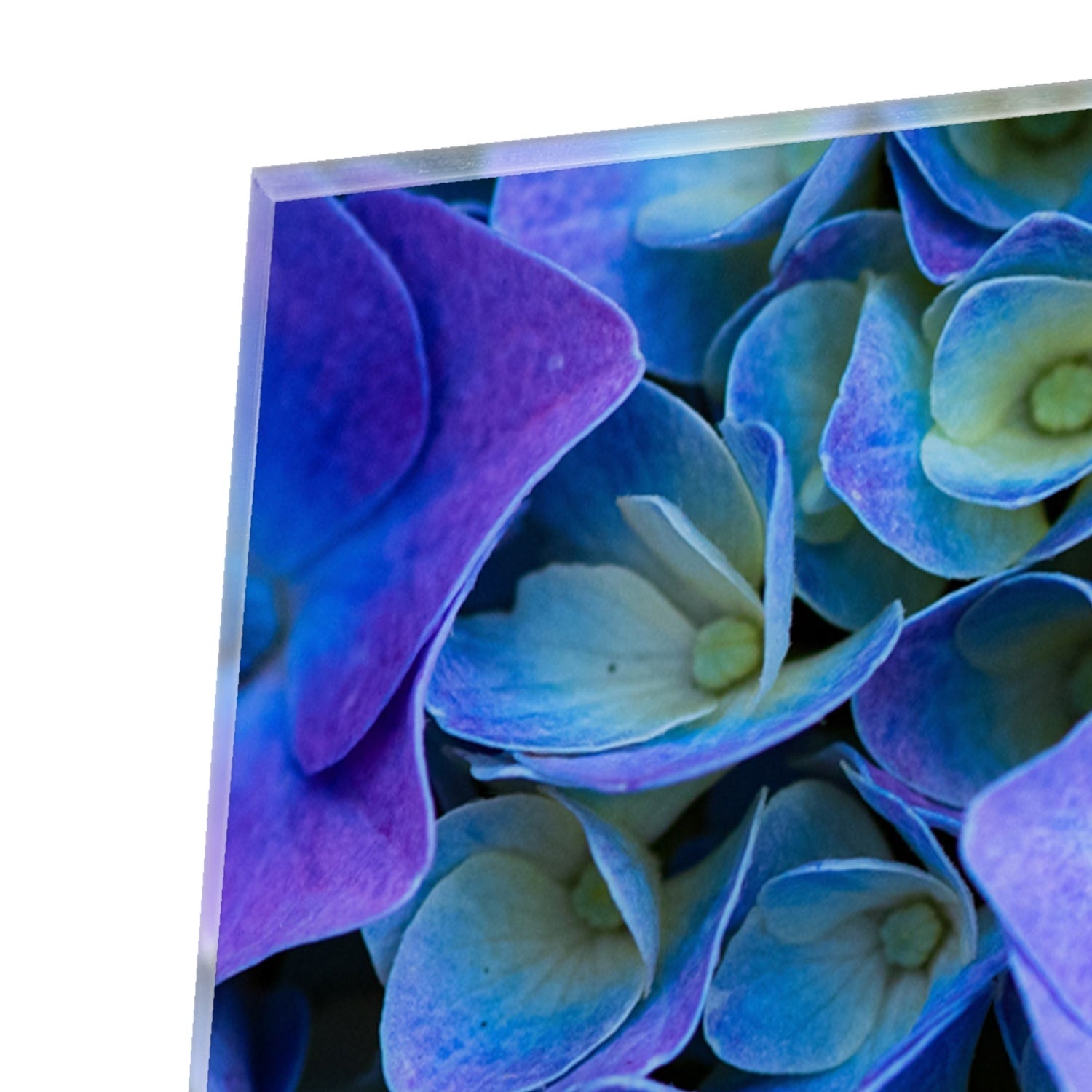 Farbenfrohes Glasbild mit blauen Blumen – Glasbild aus Sicherheitsglas, Größe 80x60