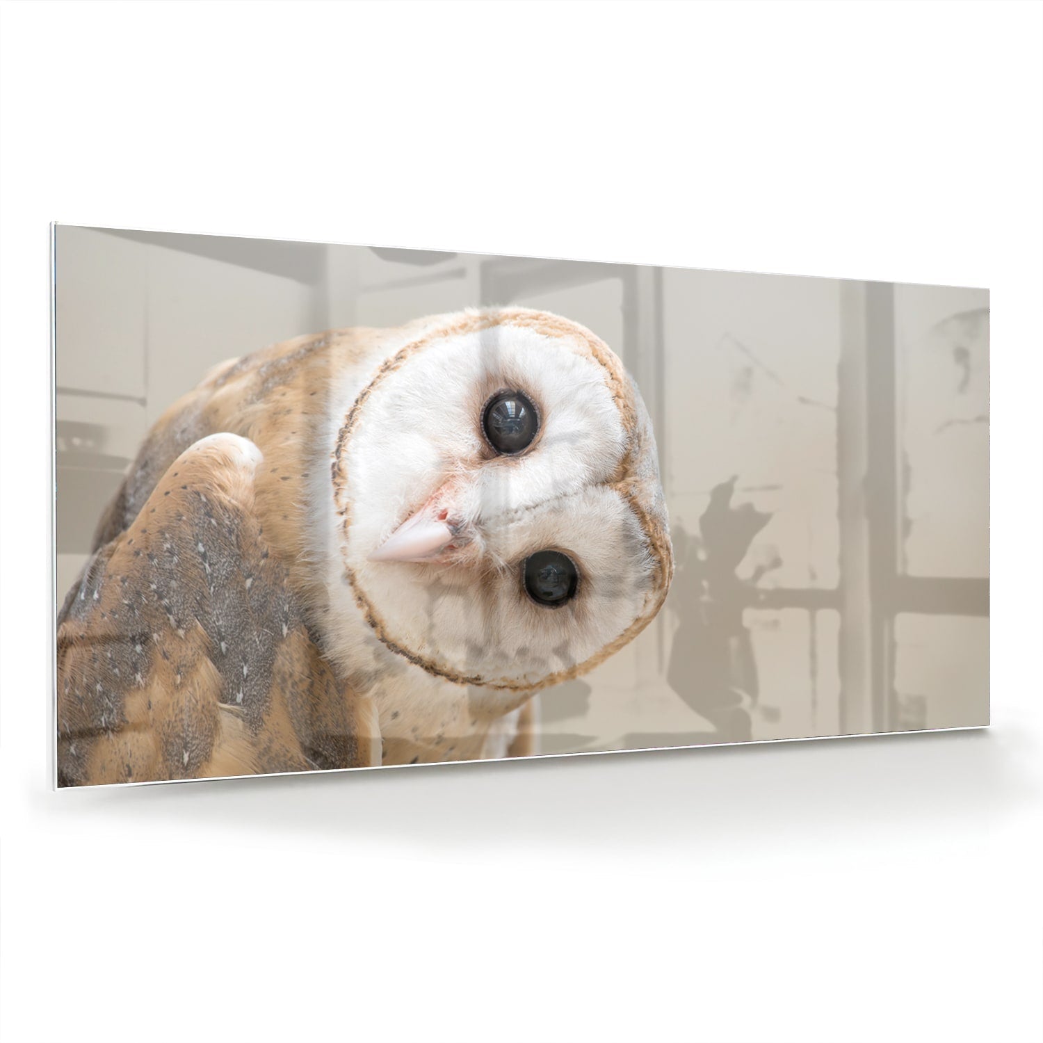 Glasbild mit einer neugierigen, eigenwilligen Eule – Glasbild aus Sicherheitsglas, Größe 70x70_rond