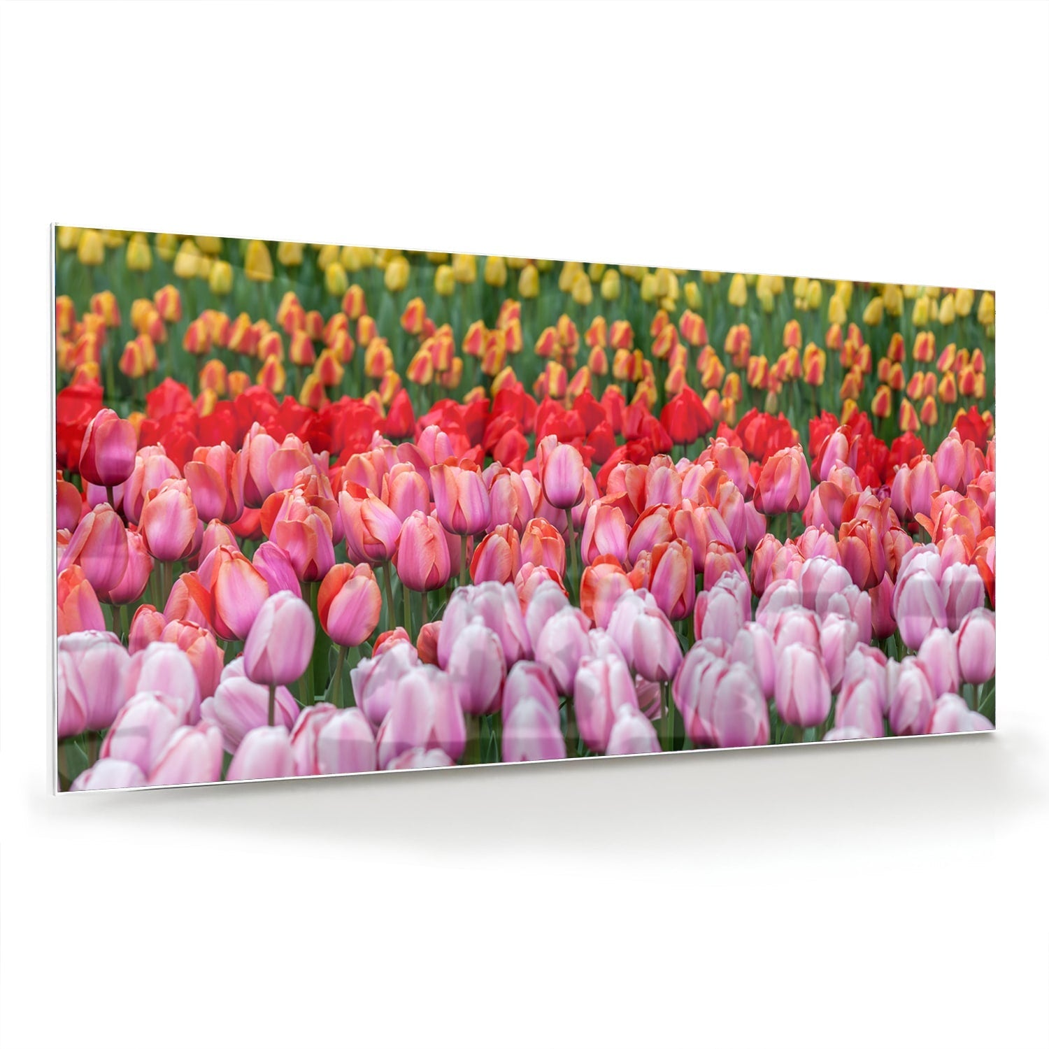 Glasbild mit farbenfrohen Tulpen in einem blühenden Garten – Glasbild aus Sicherheitsglas, Größe 70x70_rond