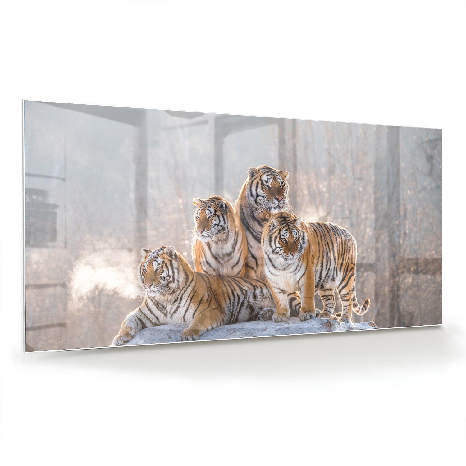 Glasbild mit drei majestätischen Tigern – Glasbild aus Sicherheitsglas, Größe 70x70_rond
