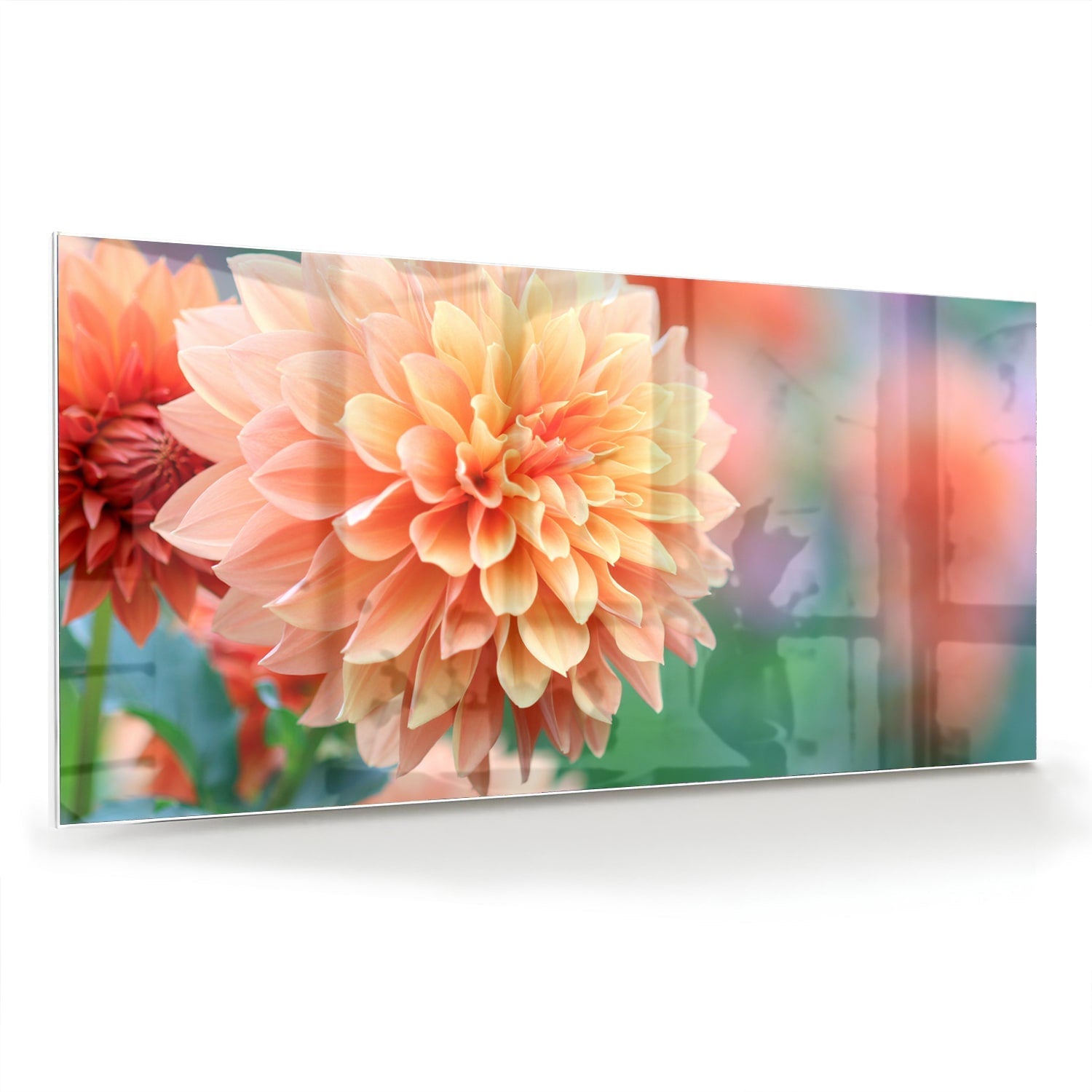 Glasbild mit Pastellrosa Dahlie – Glasbild aus Sicherheitsglas, Größe 70x70_rond