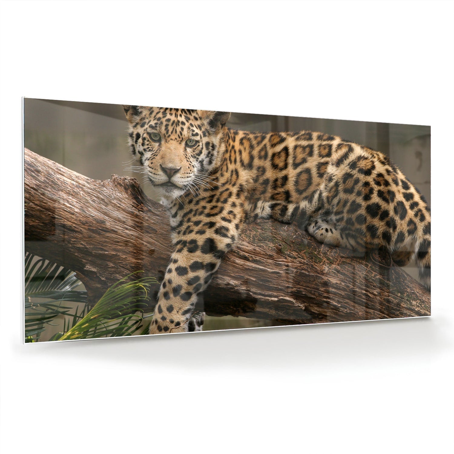 Glasbild mit einem majestätischen Jaguar – Glasbild aus Sicherheitsglas, Größe 70x70_rond