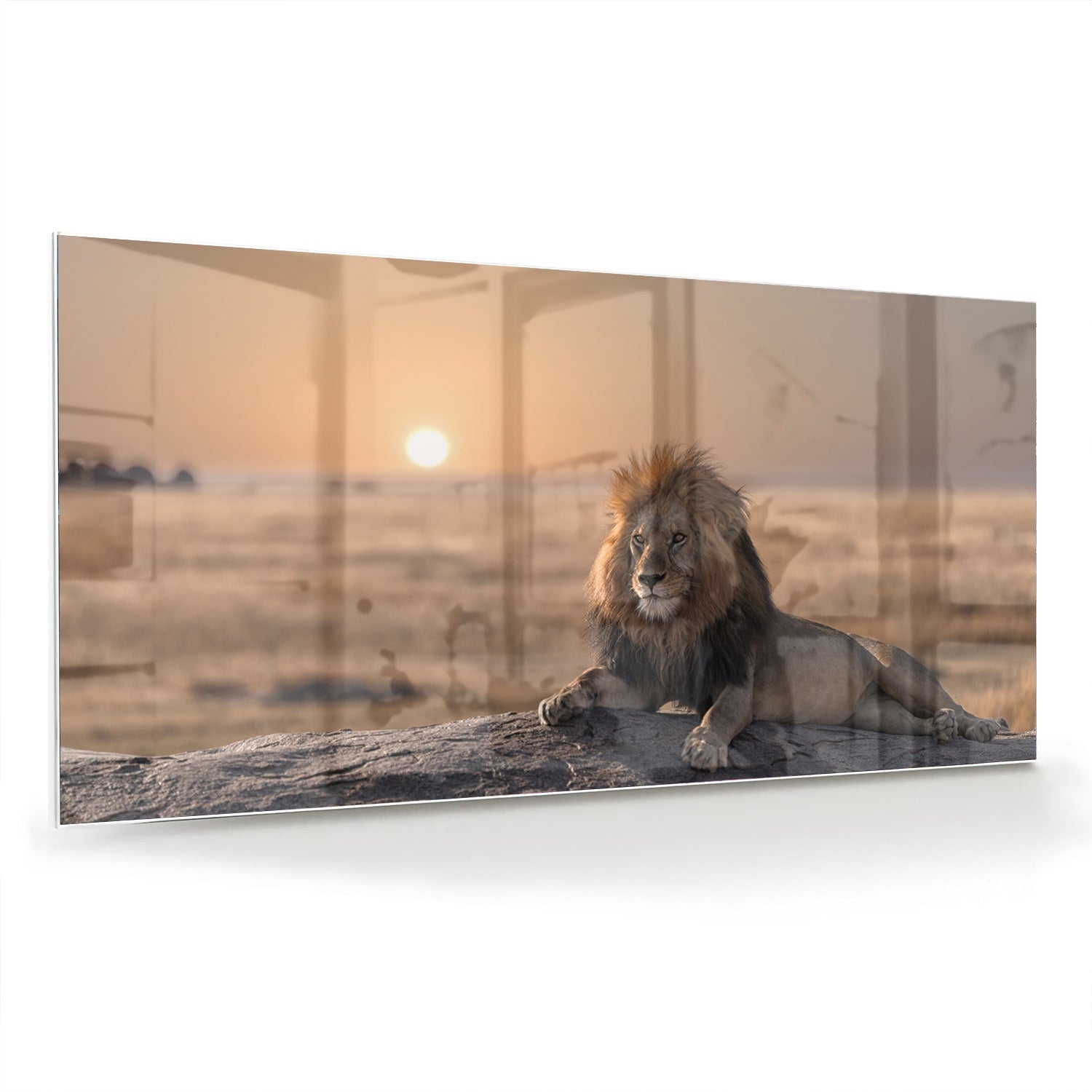 Glasbild – Majestätischer Löwe bei Sonnenuntergang – Glasbild aus Sicherheitsglas, Größe 70x70_rond