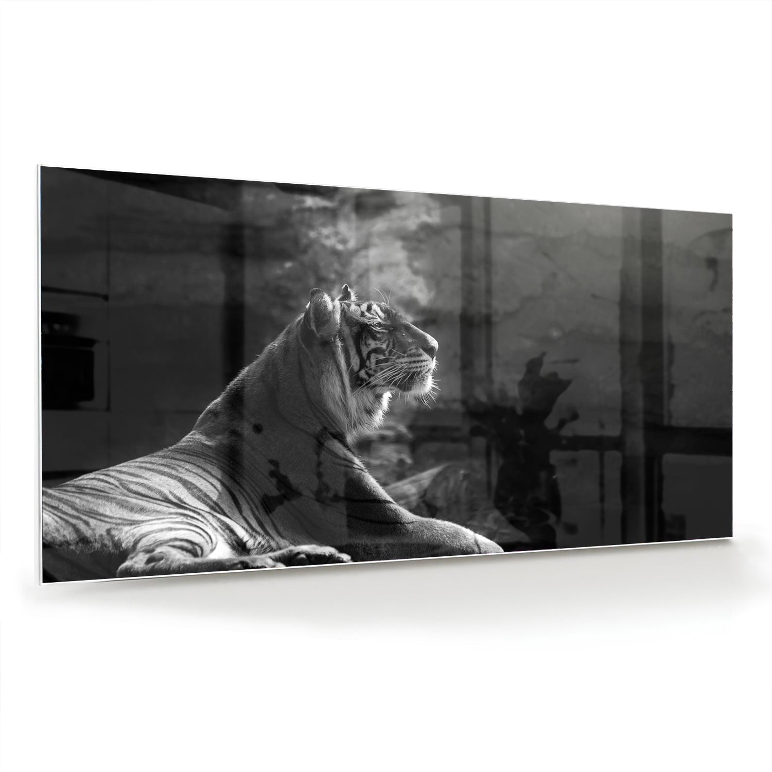 Schwarz-Weiß-Glasbild mit einem majestätischen Tiger – Glasbild aus Sicherheitsglas, Größe 70x70_rond