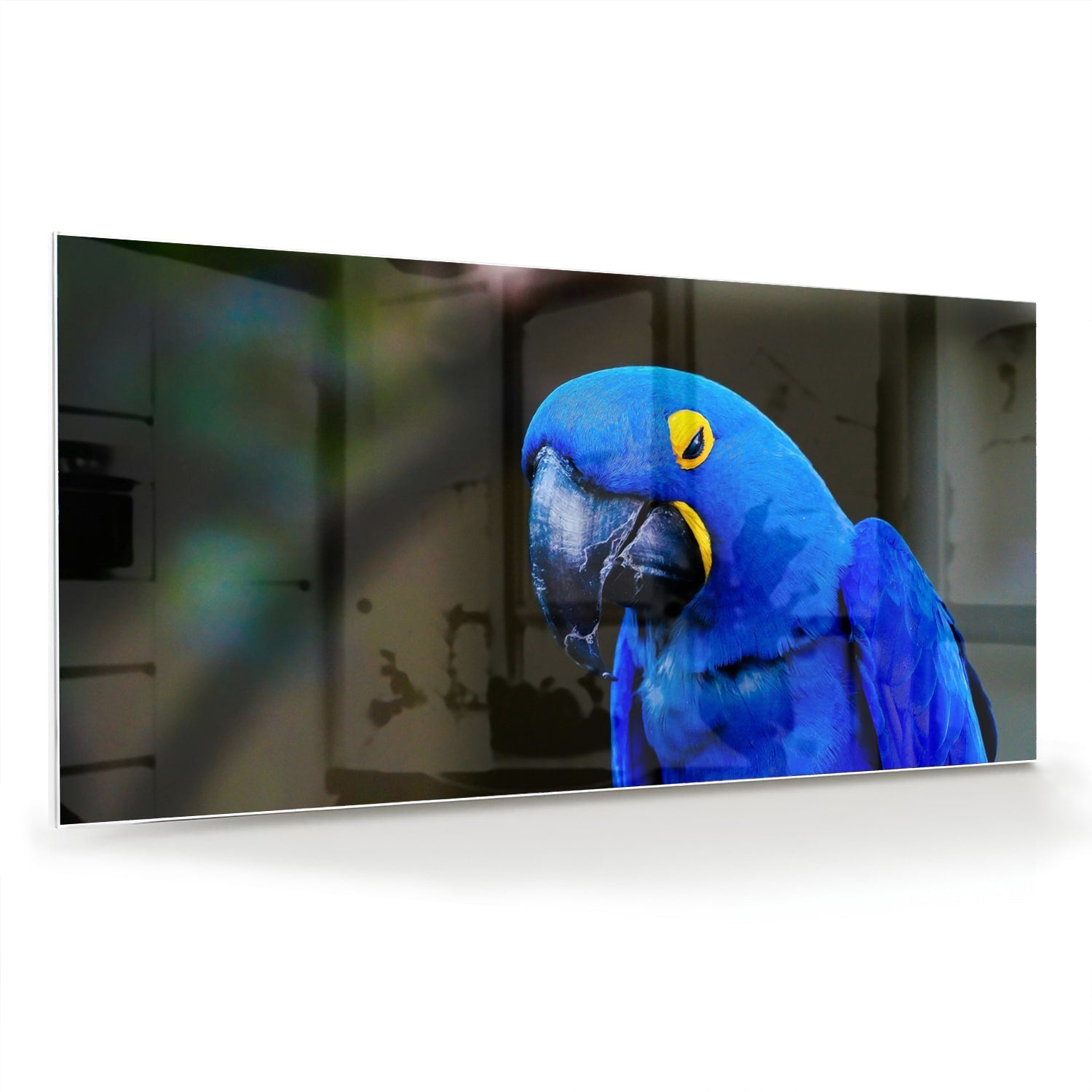Glasbild mit einem wunderschönen blauen Ara – Glasbild aus Sicherheitsglas, Größe 70x70_rond