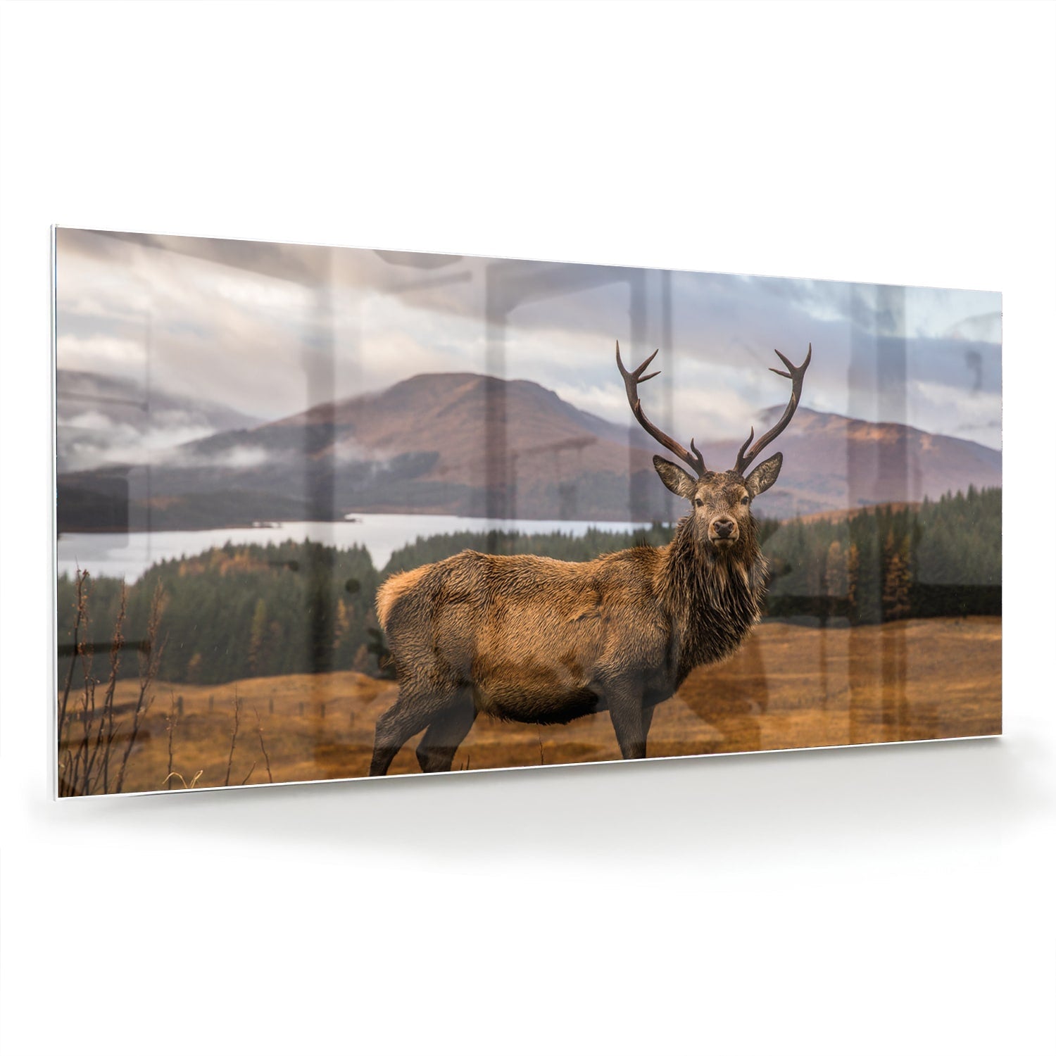 Glasbild mit majestätischem Hirsch – Glasbild aus Sicherheitsglas, Größe 70x70_rond