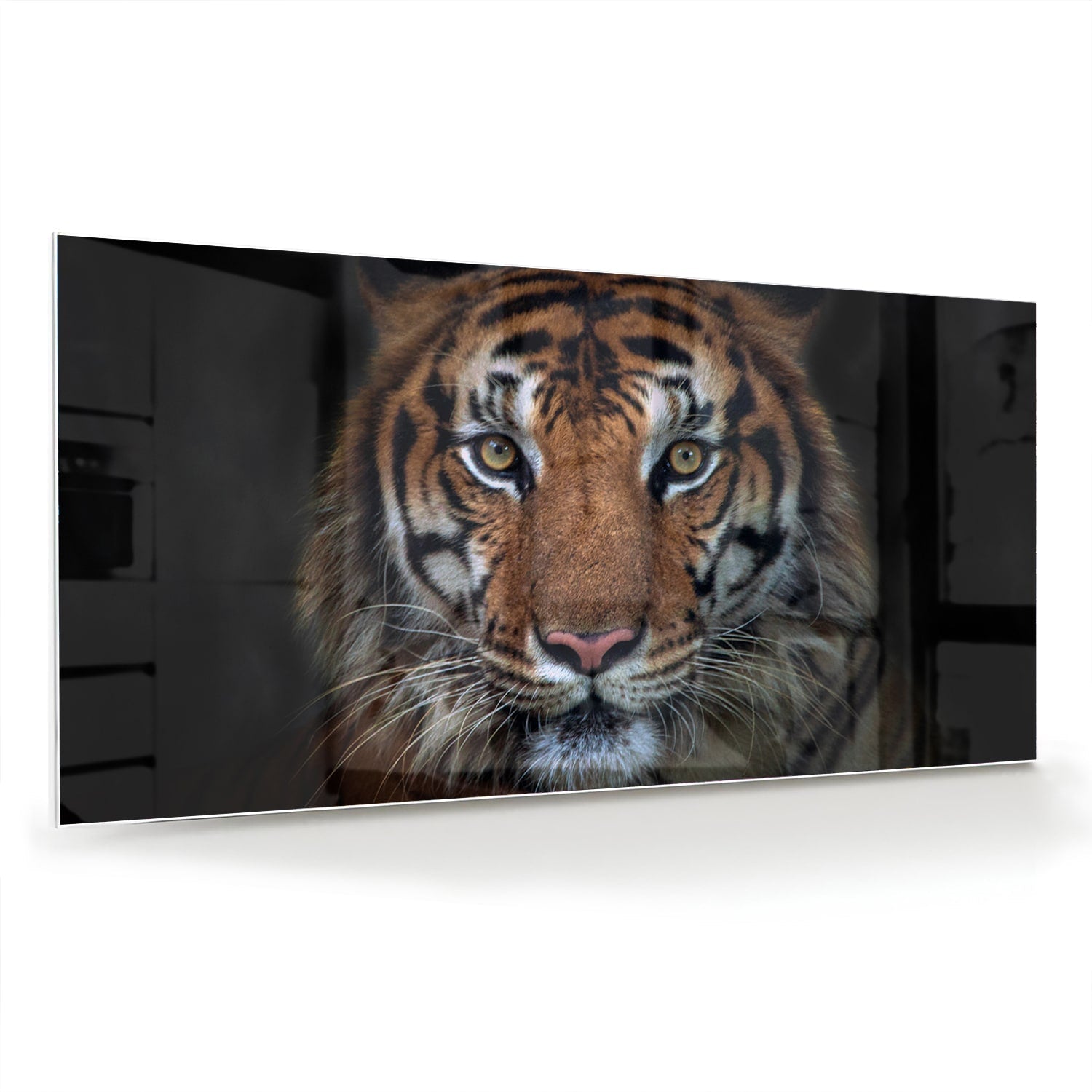 Kraftvoller Tiger – Glasbild für Ihr Interieur – Glasbild aus Sicherheitsglas, Größe 70x70_rond