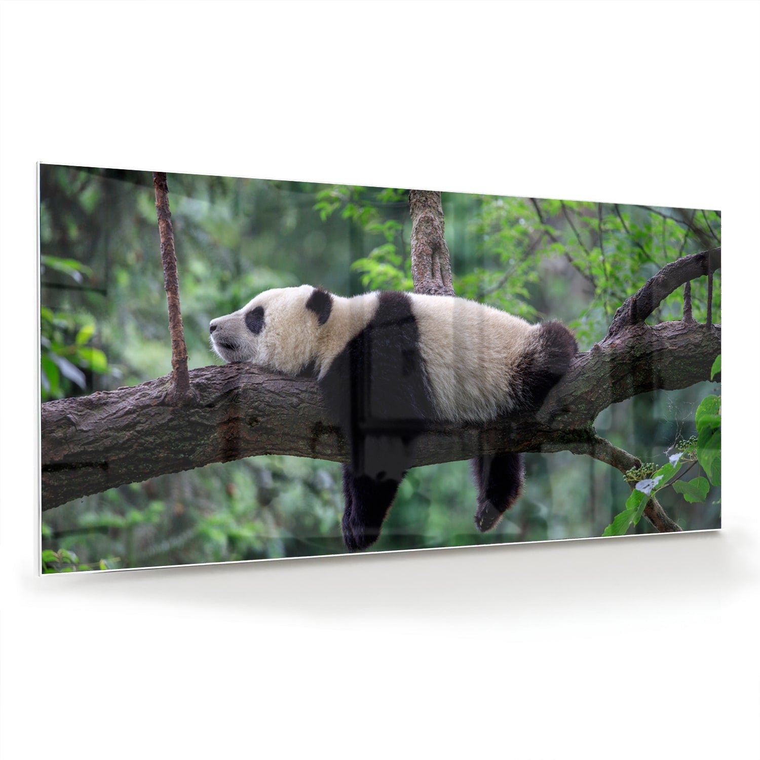 Glasbild mit entspanntem Panda auf einem Ast – Glasbild aus Sicherheitsglas, Größe 70x70_rond