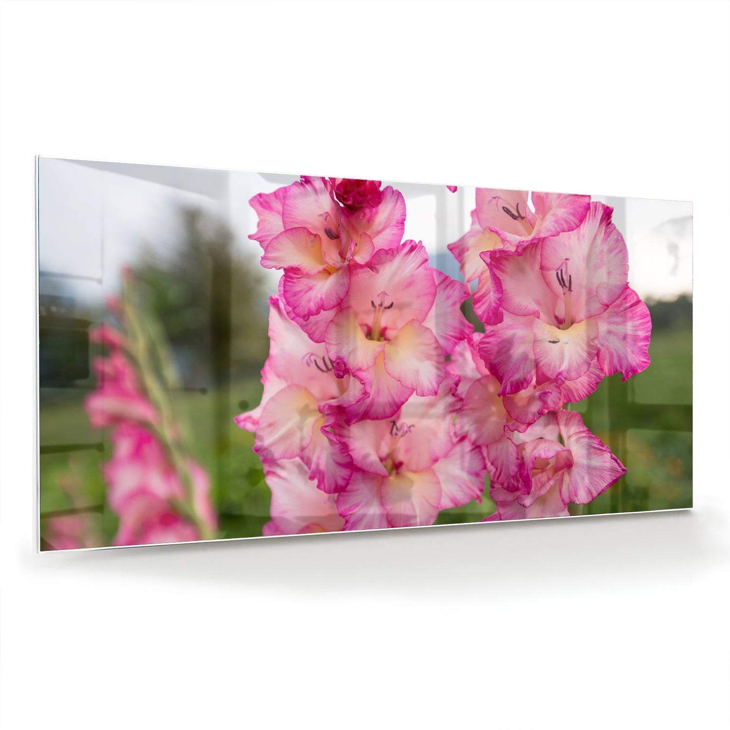 Glasbild mit wunderschönen rosa Gladiolen – Glasbild aus Sicherheitsglas, Größe 70x70_rond