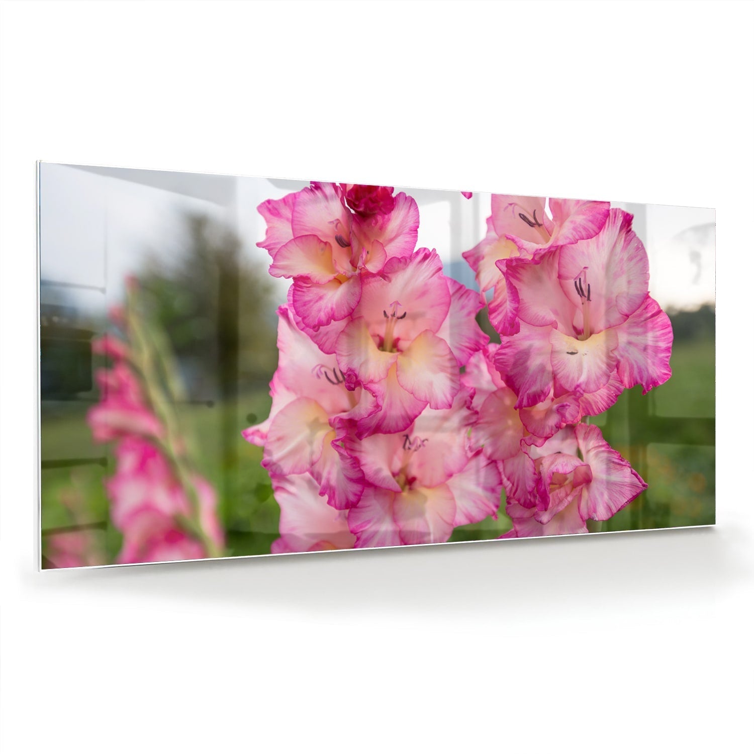 Glasbild Lenteflora: wunderschönes rosa Gladiolen auf Glas als moderne Glas-Wanddekoration aus 4 mm Sicherheitsglas