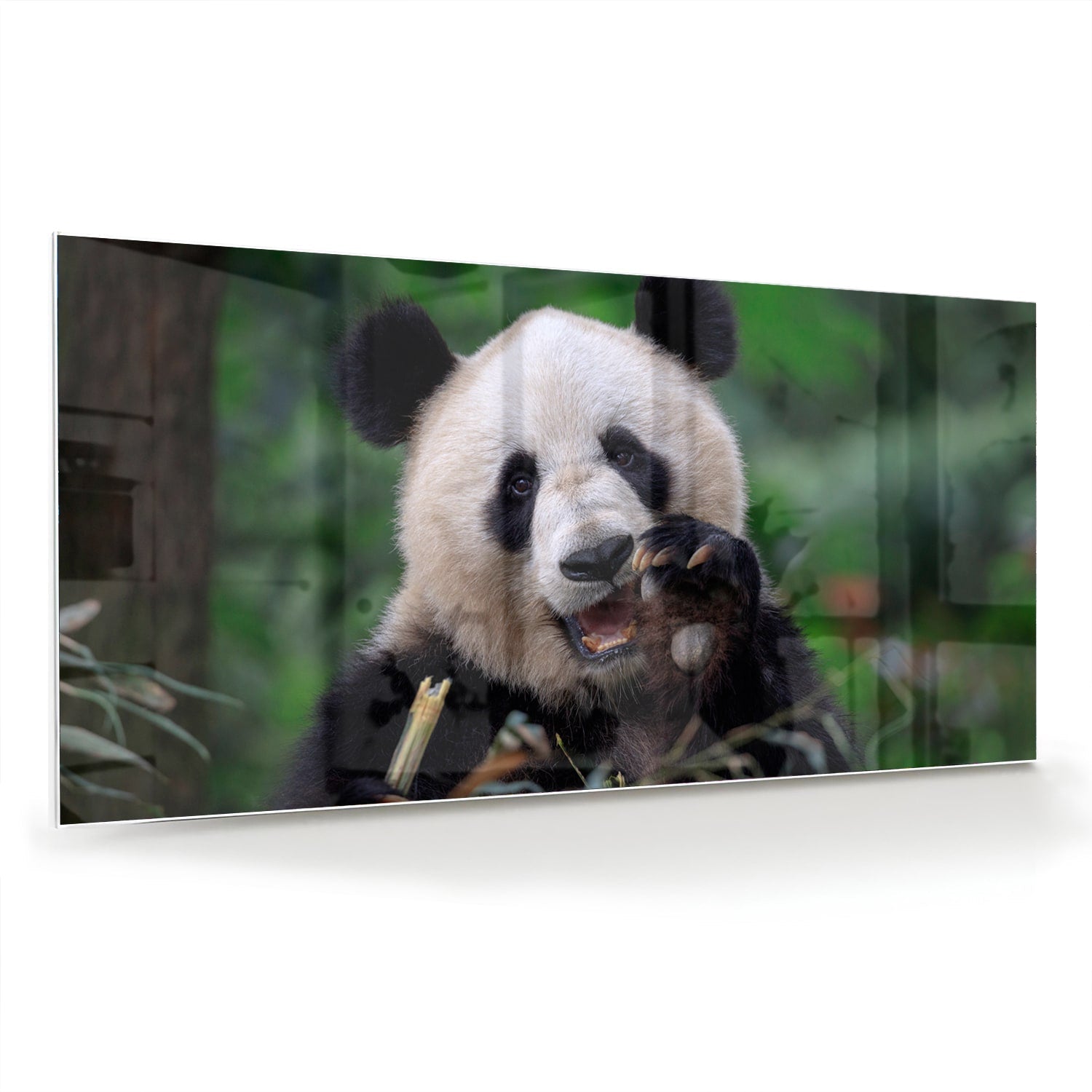 Glasbild mit einem niedlichen Panda in grüner Landschaft – Glasbild aus Sicherheitsglas, Größe 70x70_rond