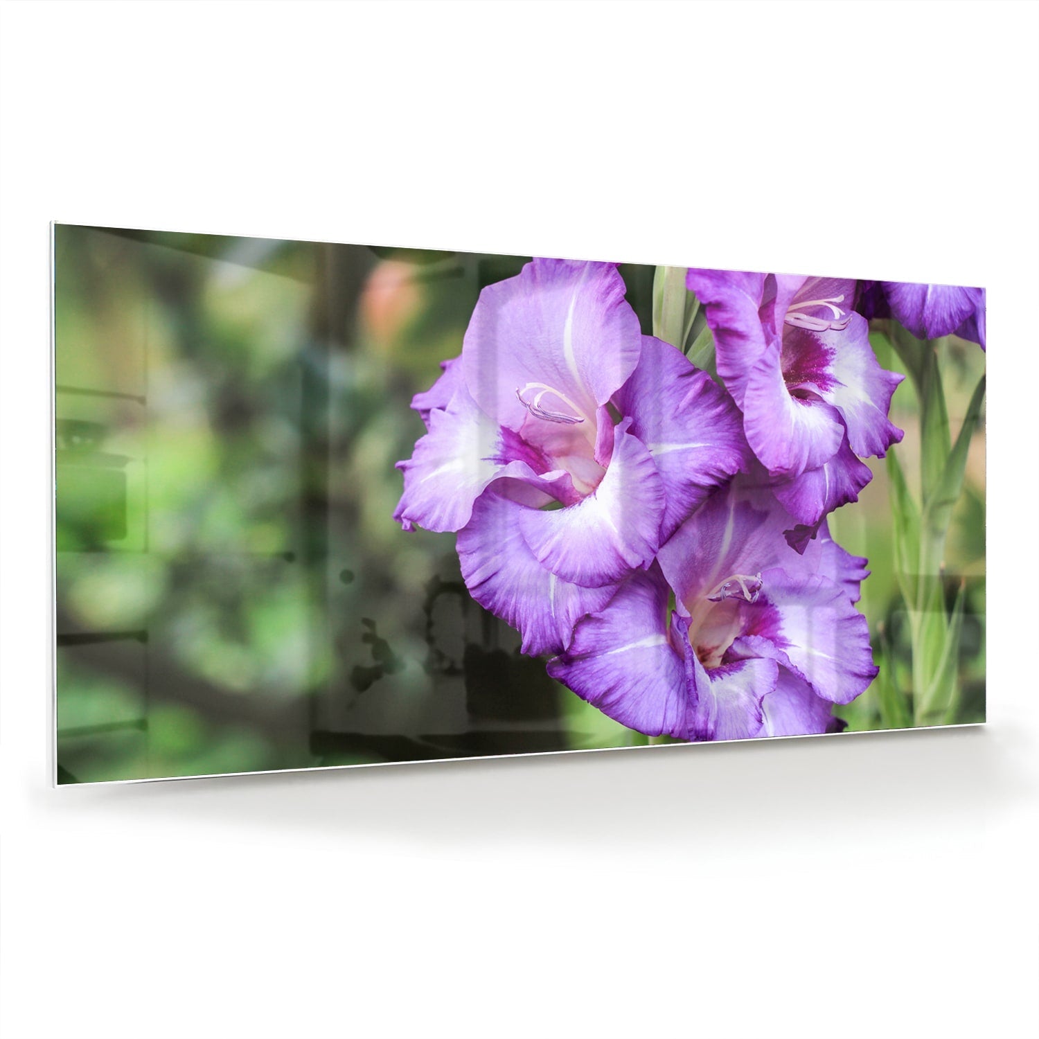 Violette Gladiolen: elegantes Glasbild für Zuhause – Glasbild aus Sicherheitsglas, Größe 70x70_rond
