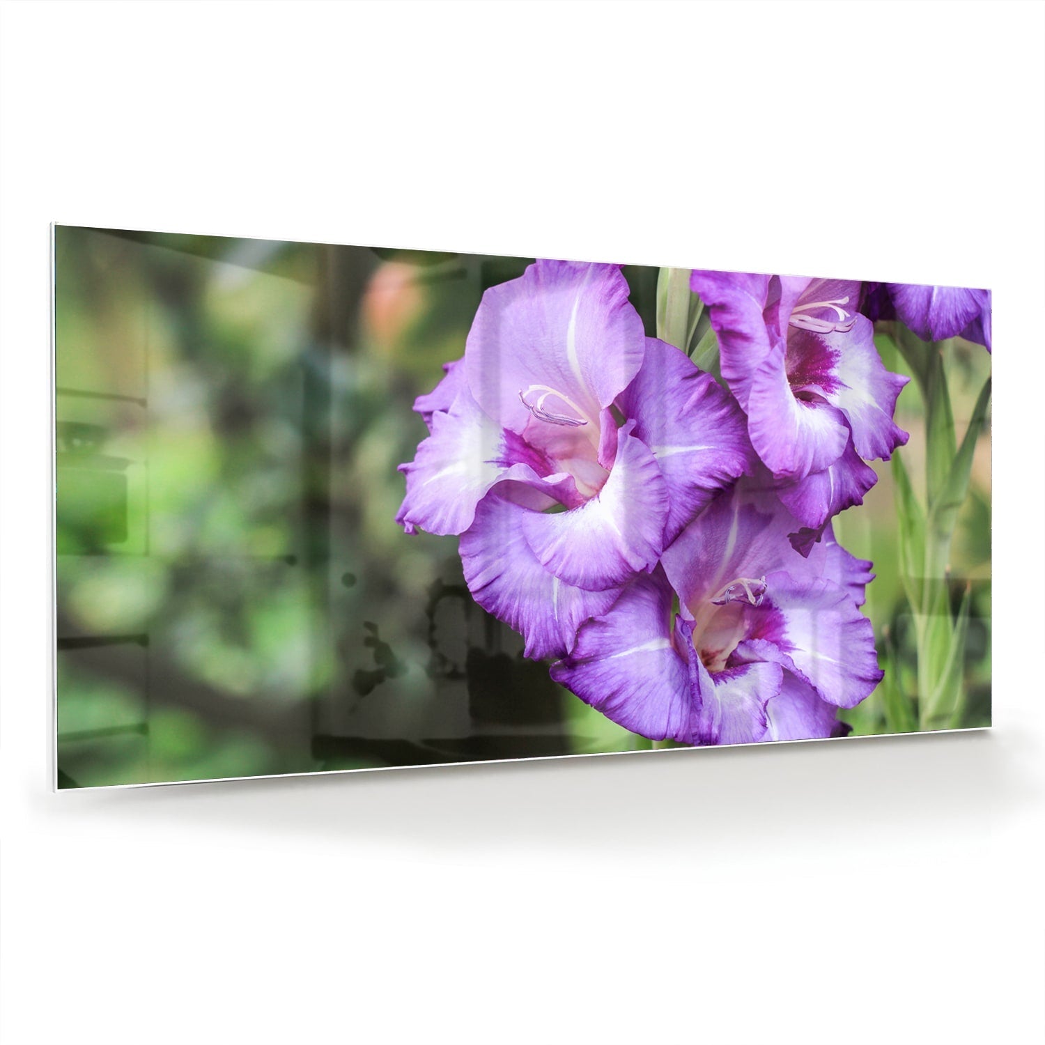 Violette Gladiolen: elegantes Glasbild für Zuhause als moderne Glas-Wanddekoration aus 4 mm Sicherheitsglas