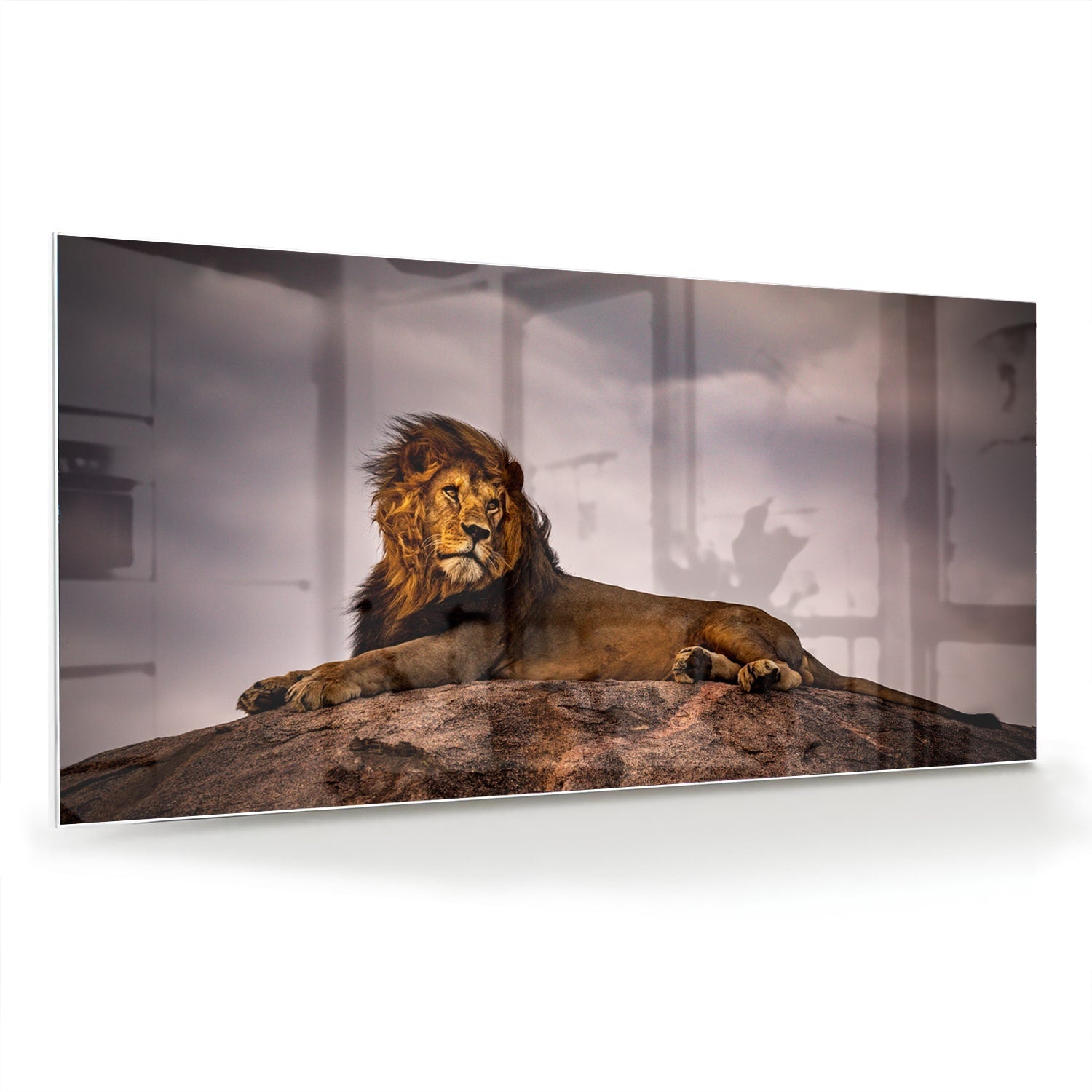 Glasbild – Majestätischer Löwe – Glasbild aus Sicherheitsglas, Größe 70x70_rond