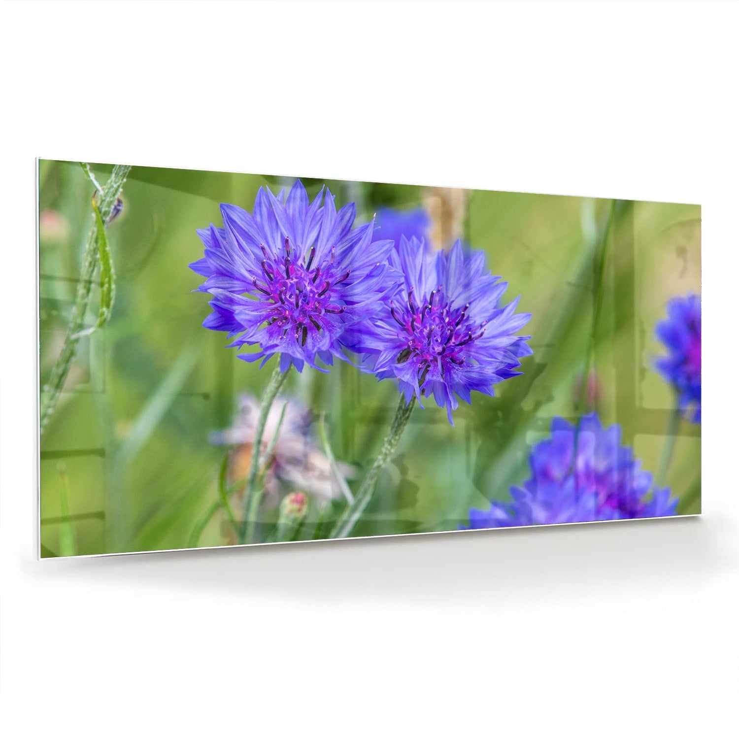 Glasbild mit violetten Blumen für moderne Einrichtungen – Glasbild aus Sicherheitsglas, Größe 70x70_rond
