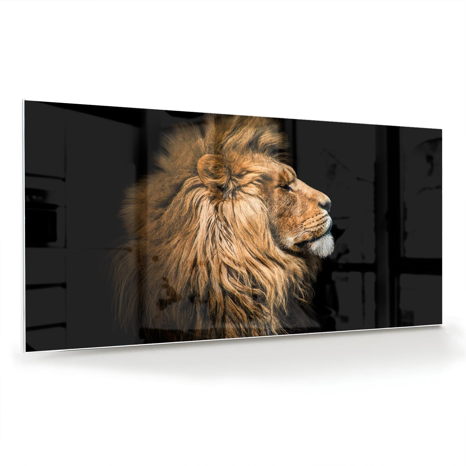 Glasbild mit majestätischem Löwen – Glasbild aus Sicherheitsglas, Größe 70x70_rond