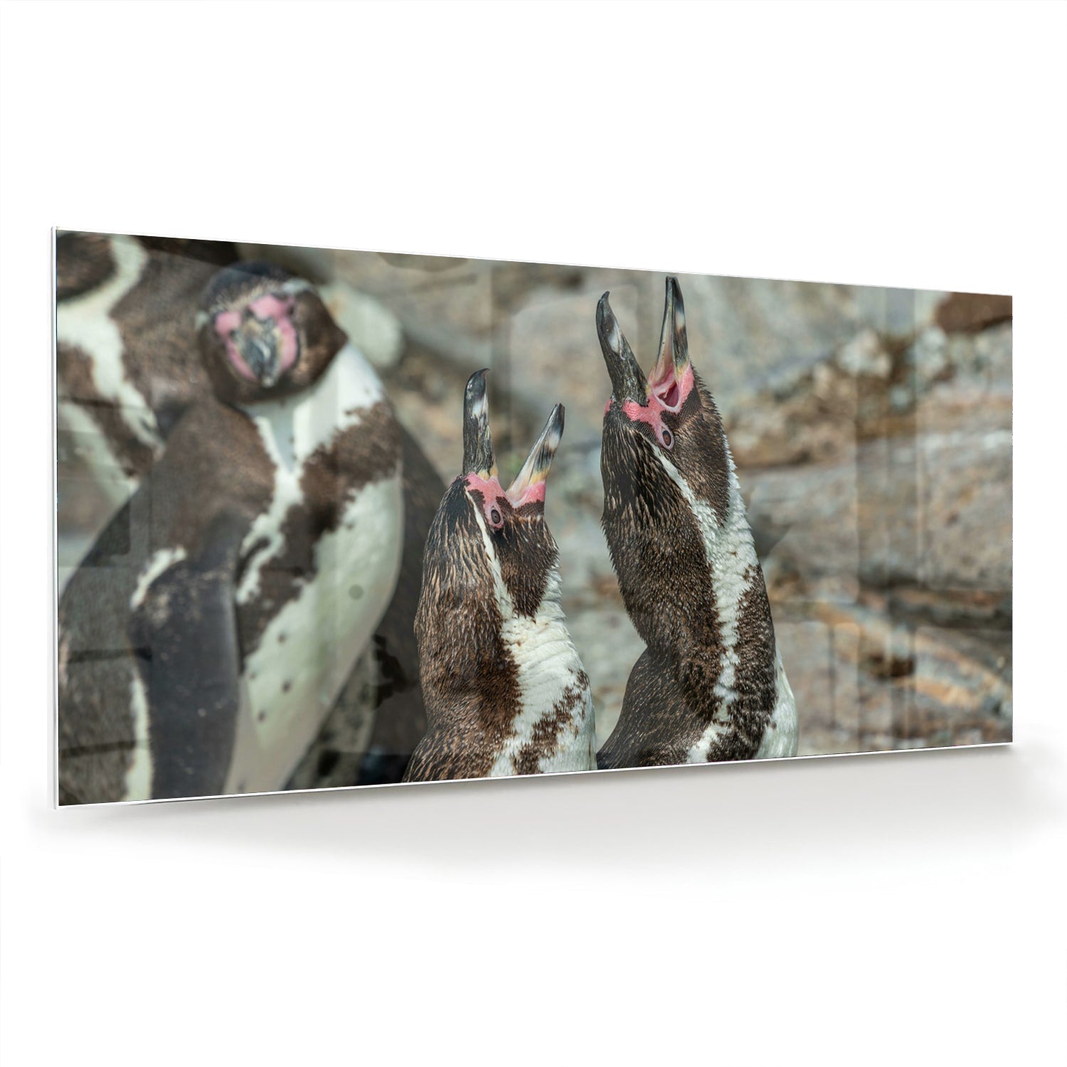Glasbild mit fröhlichen Pinguinen in natürlicher Umgebung – Glasbild aus Sicherheitsglas, Größe 70x70_rond