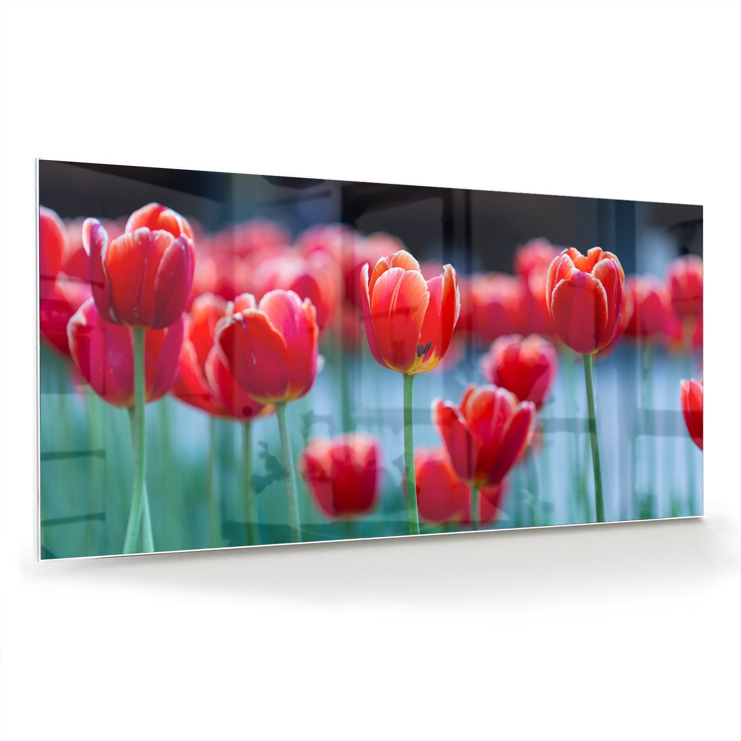 Glasbild – Lebendige rote Tulpen – Glasbild aus Sicherheitsglas, Größe 70x70_rond